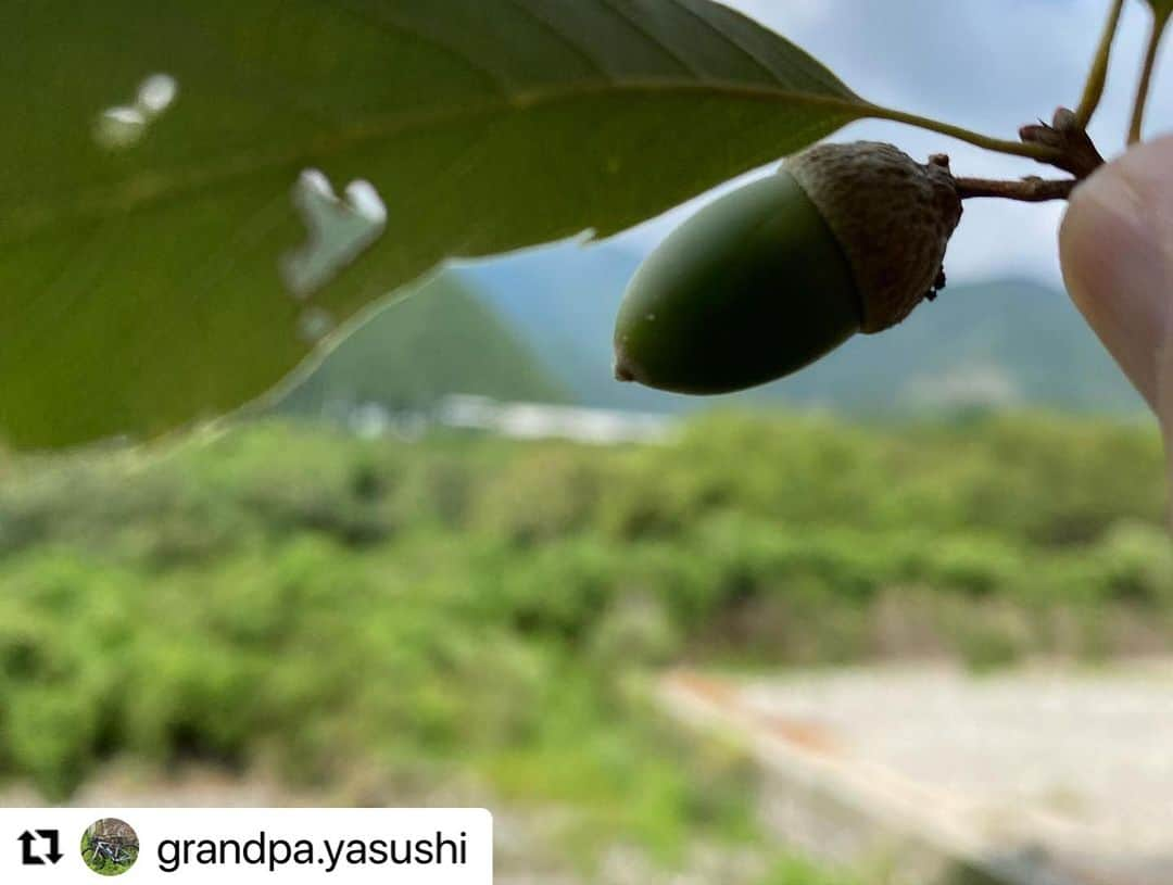 西条市さんのインスタグラム写真 - (西条市Instagram)「ちいさい秋、見〜つけた！  #lovesaijo #愛媛県 #西条市 #秋 #どんぐり  #Repost @grandpa.yasushi with @use.repost ・・・ 今日も頑張って走ってきたよ どんぐり　見っけ もう秋だよね カレーとシャインマスカットレアチーズタルトととろろそばを頂く めっちゃ美味しいです #ロードバイク #giant #DEFY #西条市 #lovesaijo #どんぐりころころどんぶりこ #やまのカレーライス #シャインマスカットレアチーズタルト #とろろそば」9月19日 16時05分 - lovesaijo