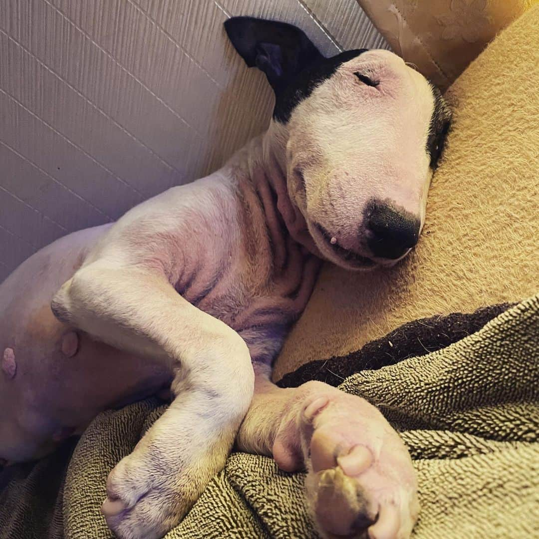 Q太郎さんのインスタグラム写真 - (Q太郎Instagram)「#minituru#bull#terrier#minibullterrier#miniturubullterrier#dog#dogstagram#cute#qtaro#love#family#ミニチュア#ブルテリア#ミニチュアブルテリア#Q太郎」9月19日 16時55分 - qtaro.jun