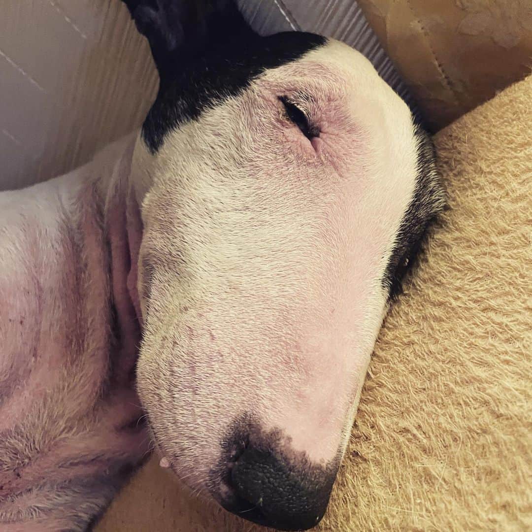 Q太郎さんのインスタグラム写真 - (Q太郎Instagram)「#minituru#bull#terrier#minibullterrier#miniturubullterrier#dog#dogstagram#cute#qtaro#love#family#ミニチュア#ブルテリア#ミニチュアブルテリア#Q太郎」9月19日 16時55分 - qtaro.jun