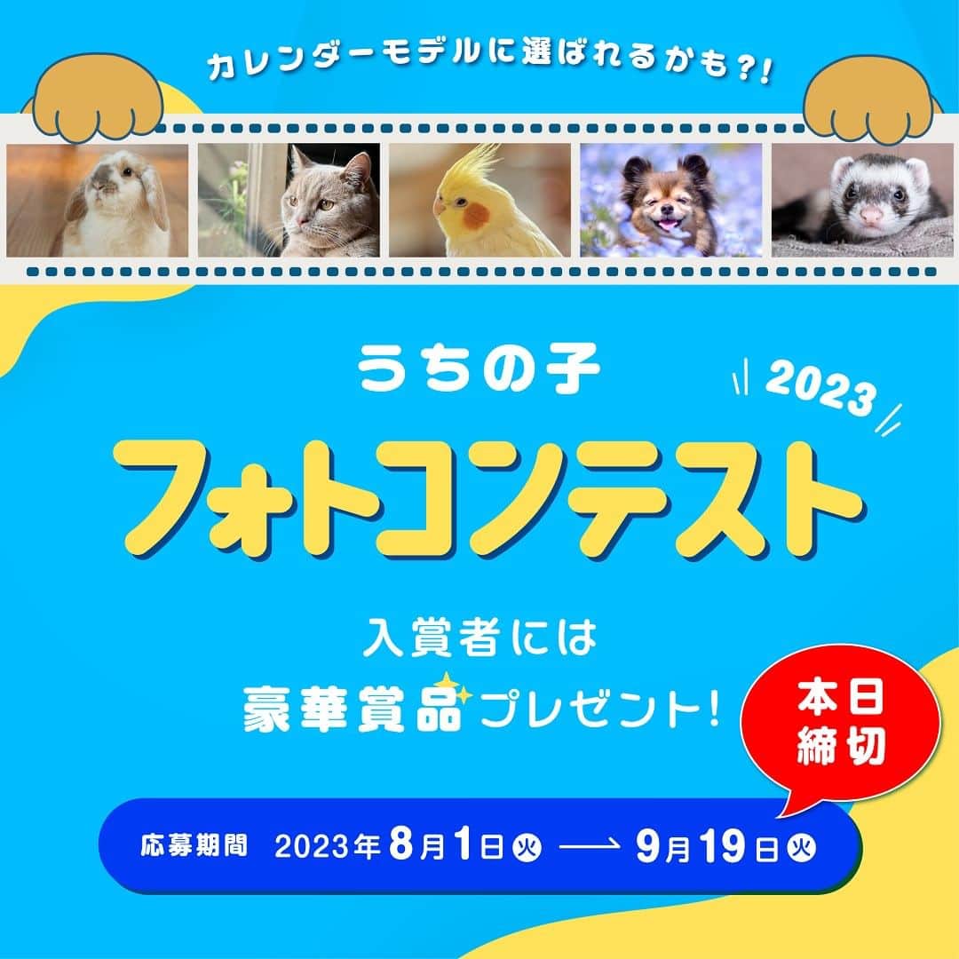 のインスタグラム：「#うちの子フォトコンテスト2023　本日締切！  8/1からスタートしたうちの子フォトコンテストも、いよいよ本日が最終日です！！  可愛らしい寝顔、季節のイベントを楽しむ様子など、本当にたくさんの愛が溢れる写真をありがとうございます✨  投稿は本日の23:59まで受け付けておりますので、最後までみなさまのうちの子愛を全力でお待ちしております💗  ▼詳細はストーリーズから▼ @ipet__ins  【うちの子フォトコンテスト2023】  https://www.ipetclub.jp/fun/calendar/2023  #うちの子フォトコンテスト2023　#アイペット　#ipet #ふわもこ部　 #わんすたぐらむ　 #にゃんすたぐらむ #エキゾチックアニマル　 #爬虫類のいる生活」