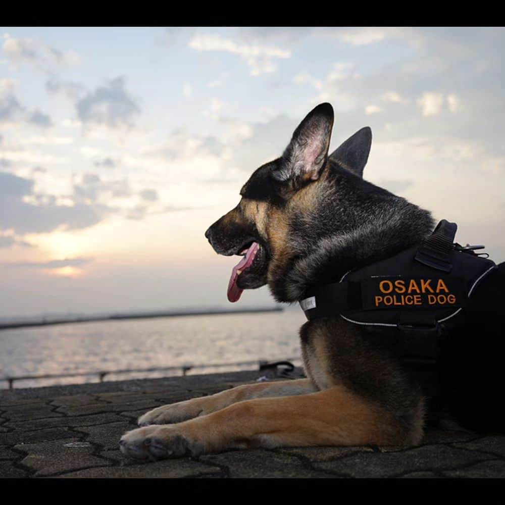 大阪府警察さんのインスタグラム写真 - (大阪府警察Instagram)「【黄昏時のひととき】 厳しい訓練を終え、ほっと一息つく警察犬スティーブ号。  #大阪府警察公式 #大阪府警察 #大阪府警 #府警 #警察 #警察犬 #スティーブ号 #黄昏時のひととき #第46回広報用写真コンクール #応募作品 #府民を守る」9月19日 17時06分 - fukei_koho