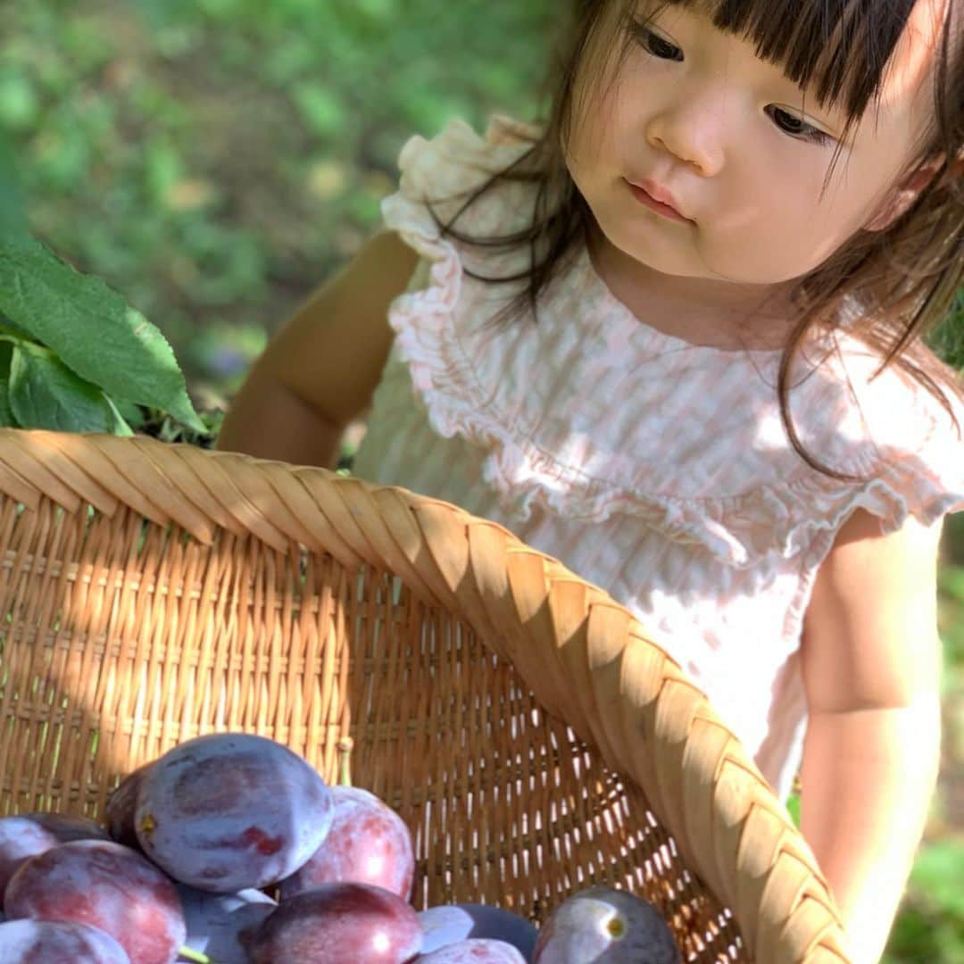 新倉真奈美さんのインスタグラム写真 - (新倉真奈美Instagram)「🍎  りんご畑へ  りんごは時期がちょっと早かったので プルーンを収穫🫐  白神山地にある青池にも連れて行ってもらい 深い緑の中にある神秘的な ブルーの色味に感動しました🌏  東京では見れない大自然の景色を沢山見れて チャージ出来たのでまた明日からお仕事 頑張ります✨」9月19日 18時05分 - mana0809