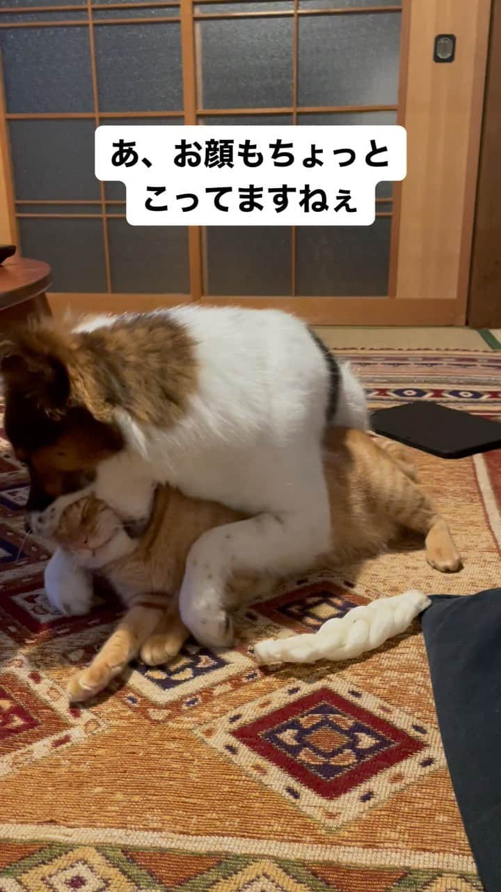 naomiのインスタグラム：「ターはアグに甘い🫤  #元野良猫 #元保護犬 #犬と猫のいる暮らし  #ターとアグ」
