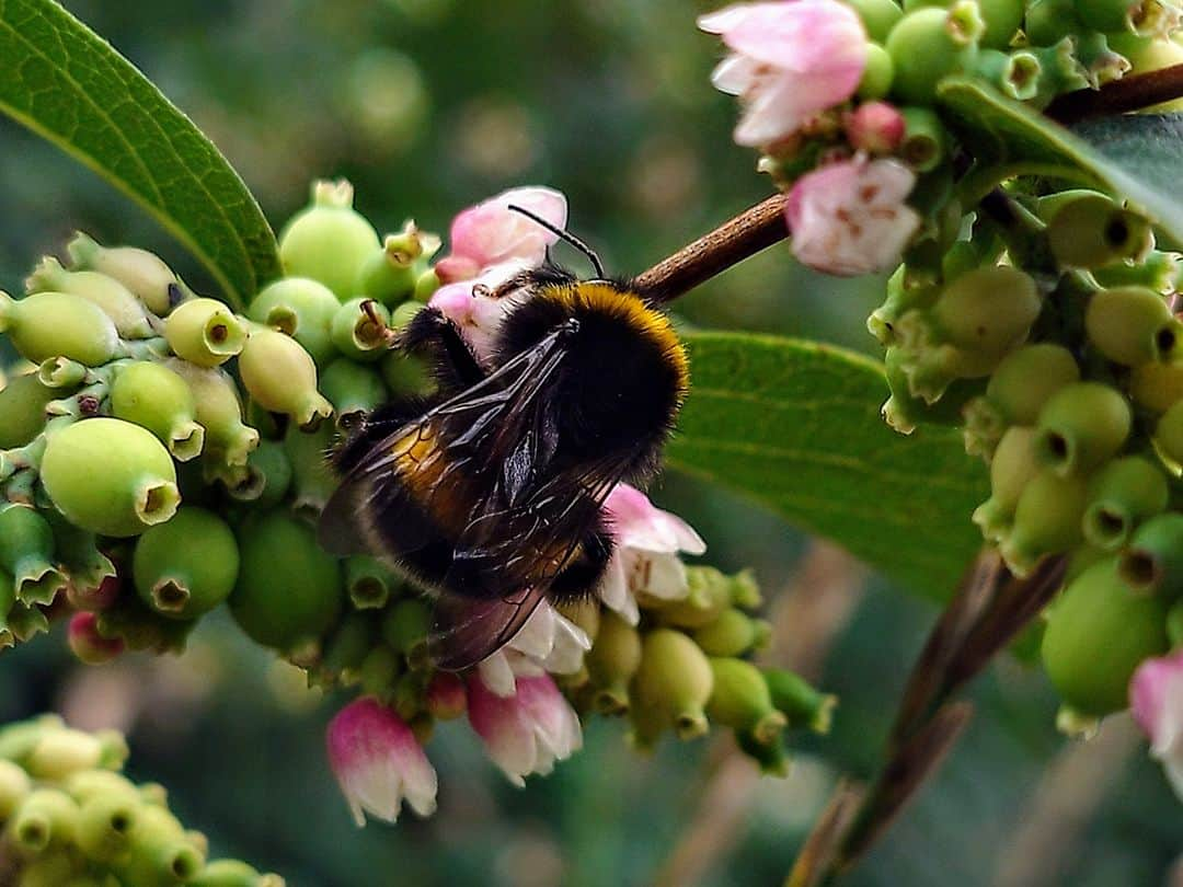 Sony Mobileさんのインスタグラム写真 - (Sony MobileInstagram)「Thank you for sharing your image @fx_pixtures. We're mesmerised by the level of detail captured of this busy bumblebee!  Inspired by the simple creative techniques of creators, share your photo or movie with the hashtag #WowXperia. ​  For your image to be eligible for reposting, you must ensure the following:​  ✓You tag #WowXperia, the name of your country or region (e.g. #Slovakia), and the name of your Xperia device (e.g. #Xperia1V)​ ✓You capture with an Xperia device​ ✓You follow @SonyXperia on Instagram​ ✓You read and accept our Terms & Conditions​  If we choose to feature your photo or movie, we will contact you first via Instagram Direct.​  #Sony #Xperia #SonyXperia #Xperia5IV ​#MobilePhotography #SonyCamera ​#TakenWithXperia #CameraTricks」9月19日 18時30分 - sonyxperia