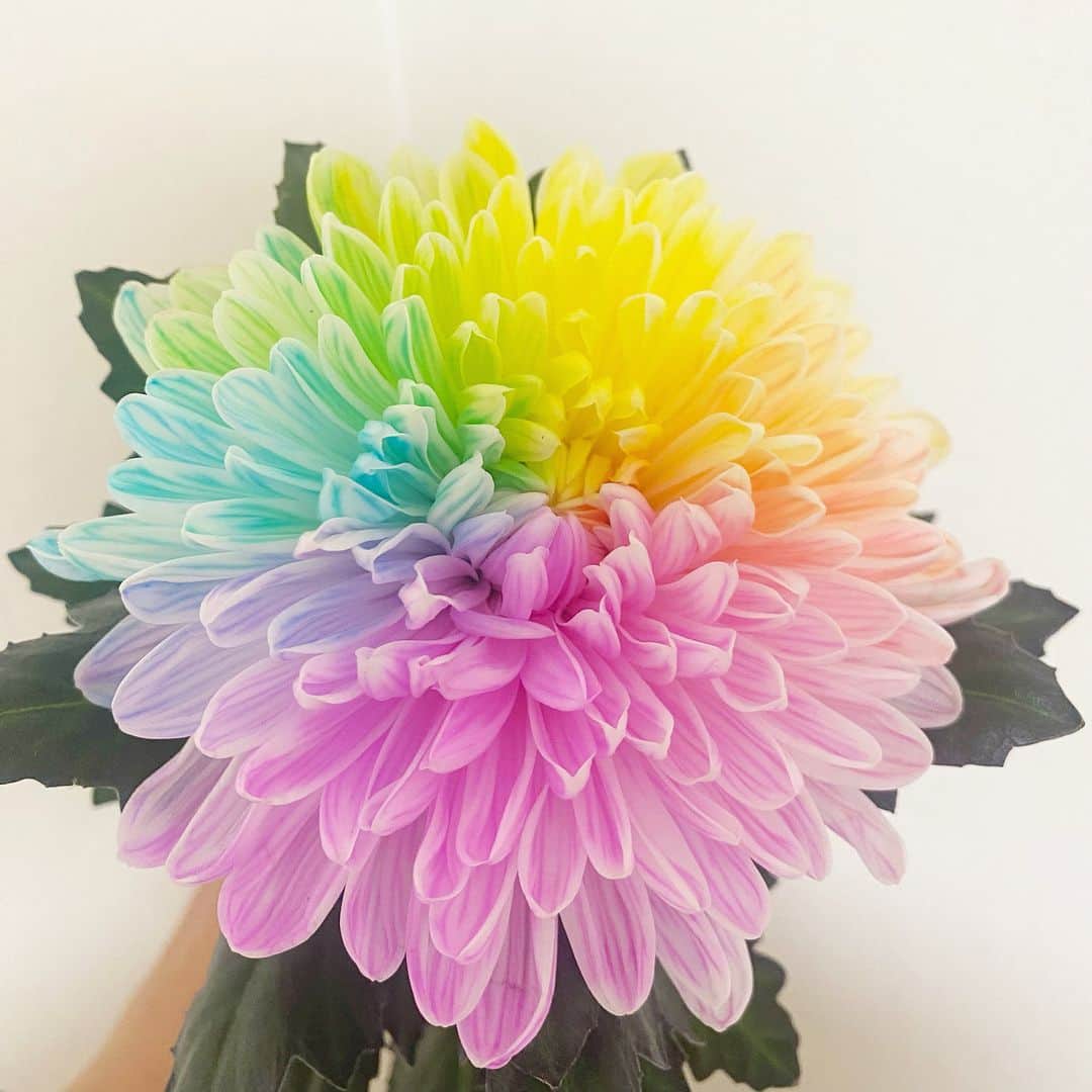 CBCテレビ アナウンス部さんのインスタグラム写真 - (CBCテレビ アナウンス部Instagram)「斉藤初音です。 中継でご紹介したカラフルな菊の花。 カラーリングマムというそうです。 部屋に飾ると気分も明るくなりますね☺︎ #チャント」9月19日 18時41分 - cbc.announcer