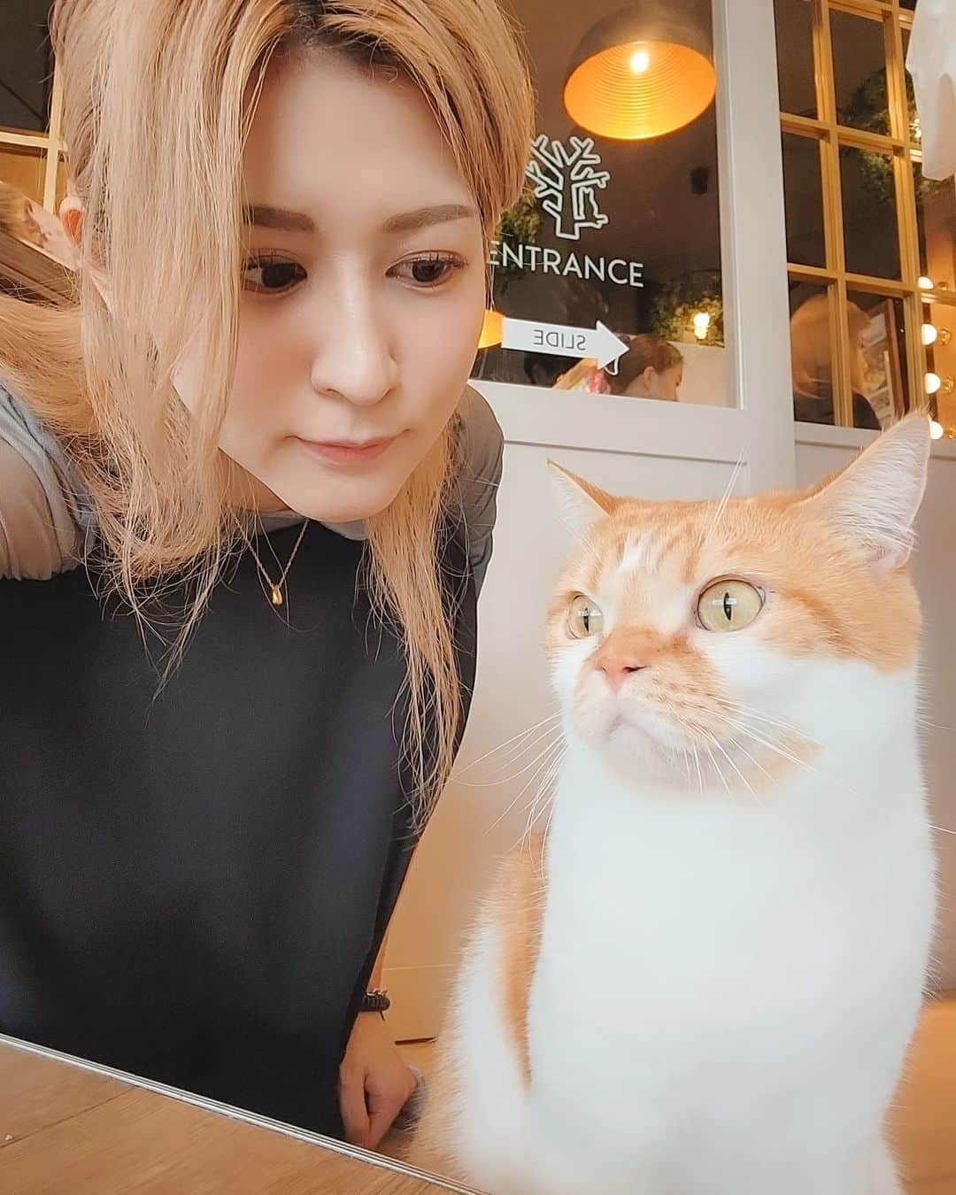 Hairmake Shinoのインスタグラム：「久しぶりの猫カフェ𓃠𓂃𓈒𓏸  モフモフのフォルムに プクプクの肉球🐾  気分屋のねこたち!🐈🐈‍⬛🐈🐈‍⬛  どうしてもちょっかいだしたくて、おもちゃで遊んでみたけど、気分じゃなかったみたいでシッポであしらわれました🤣🥳  海外のお客さんも多い猫カフェ𓂃𓈒𓏸 原宿店は、駅の目の前だからアクセスも◎  動物がいる生活いいなぁ𓂃𓈒𓏸  原宿店 @mocha.harajuku  #猫カフェmocha #猫カフェ#pr #原宿猫カフェ #原宿カフェ #カフェ巡り #動物が好き #動物カフェ #猫のいる風景 #動物写真 #にゃんこ」
