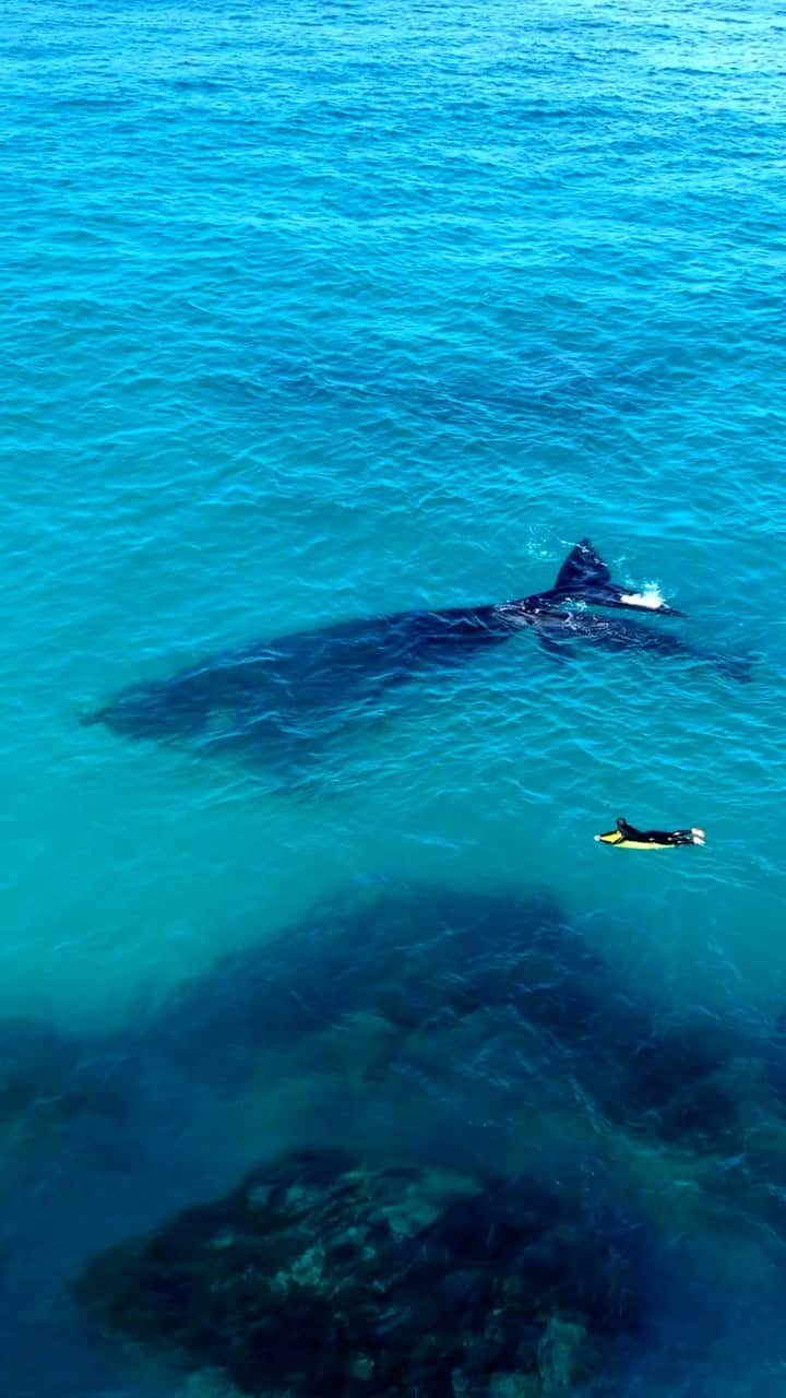 Australiaのインスタグラム：「Surfing 101 with the pros! 🏄🏼‍♂️🐋 Huge shoutout to our mate @jaimenhudson for capturing this once-in-a-lifetime moment off the coast of @visitesperance in @westernaustralia. @damopansini was catching some waves at this famed @australiasgoldenoutback spot, when a #SouthernRightWhale and her calf swam up to say G’day - talk about being in the right place at the right time! 🤯   🎥: @jaimenhudson   📍: #Esperance, #WesternAustralia - home to the Nyungar and Ngadju people.   #SeeAustralia #ComeAndSayGday #WATheDreamState #GoldenOutback #VisitEsperance  ID: video footage shows a surfer lying on his board in the turquoise water as a Southern Right Whale and her calf swims calmly alongside the surfer.」