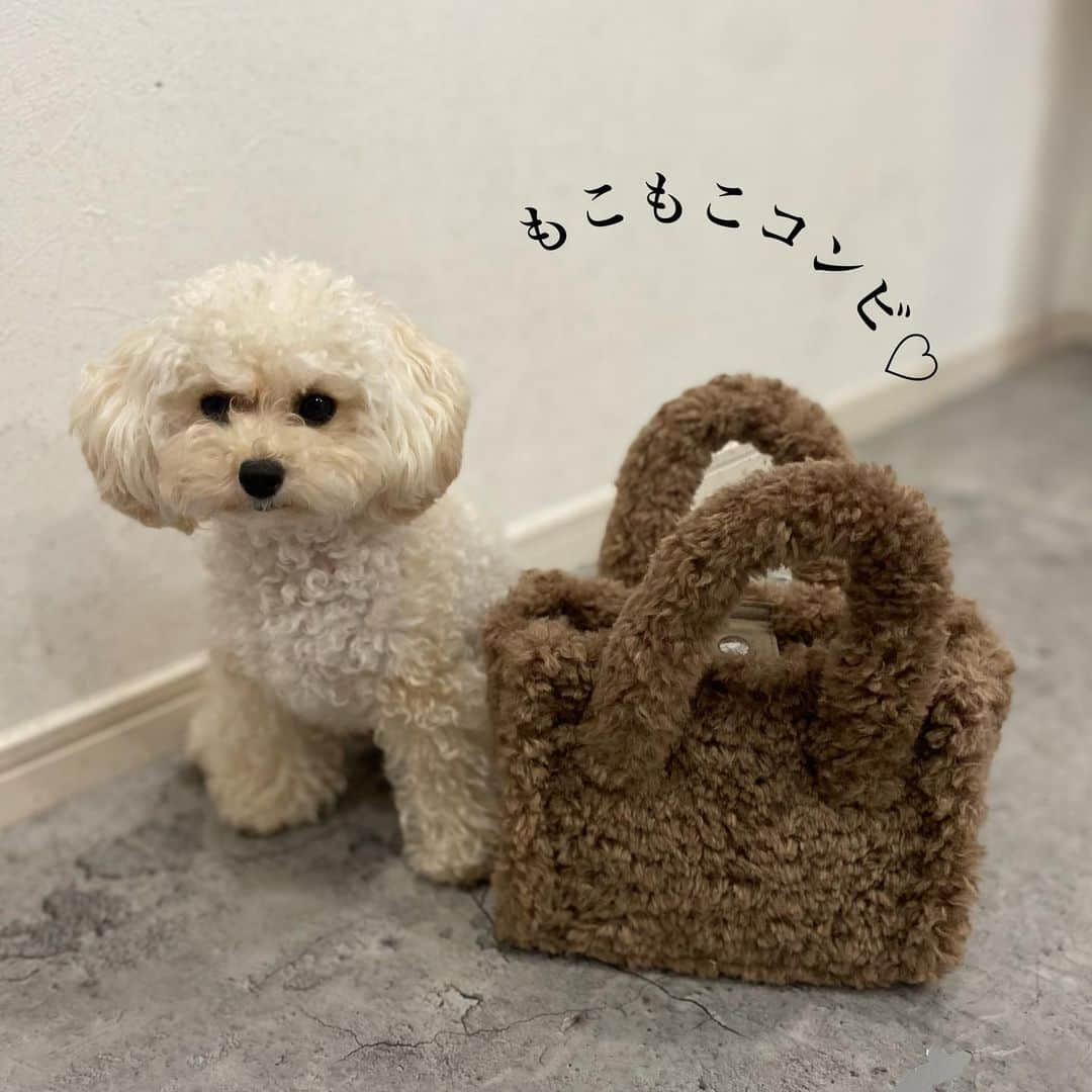 ❁coco❁さんのインスタグラム写真 - (❁coco❁Instagram)「\GUふわもこバッグ可愛すぎる🐻/ @rococo39 これはまさに、もこすけ。 くまさんみたいで、可愛いすぎー！ やっぱり全色集めたくなる🧸 ラテも気に入ってスリスリ✨  ▪︎GU ボアミニショルダーバッグ　1990円  #coco購入品レポ   是非参考にしてみてね✨ ご質問はDMかコメントにお気軽にどうぞー！ ------------------------------------------------ 投稿者は…  @rococo39 🐰234k follower ストーリーズで顔出ししてます🤗 美容やファッションの質問コーナーが好評！！  📍コメントとDMが一番嬉しいです✨ 保存は後から見直すのに便利だよ🙋🏼‍♀️ ---------------------------------------------- 　 #アラフォーコーデ  #アラサーコーデ　#40代コーデ　#30代コーデ　 #骨格ストレート　#プチプラコーデ　#ママコーデ 　　#GUコーデ  #みんなのguコーデ　#ジーユーコーデ　#ジーユー購入品　#gu秋コーデ　#高見えコーデ #ジーユーマニア　　#4meee #gu_for_all」9月19日 18時58分 - rococo39