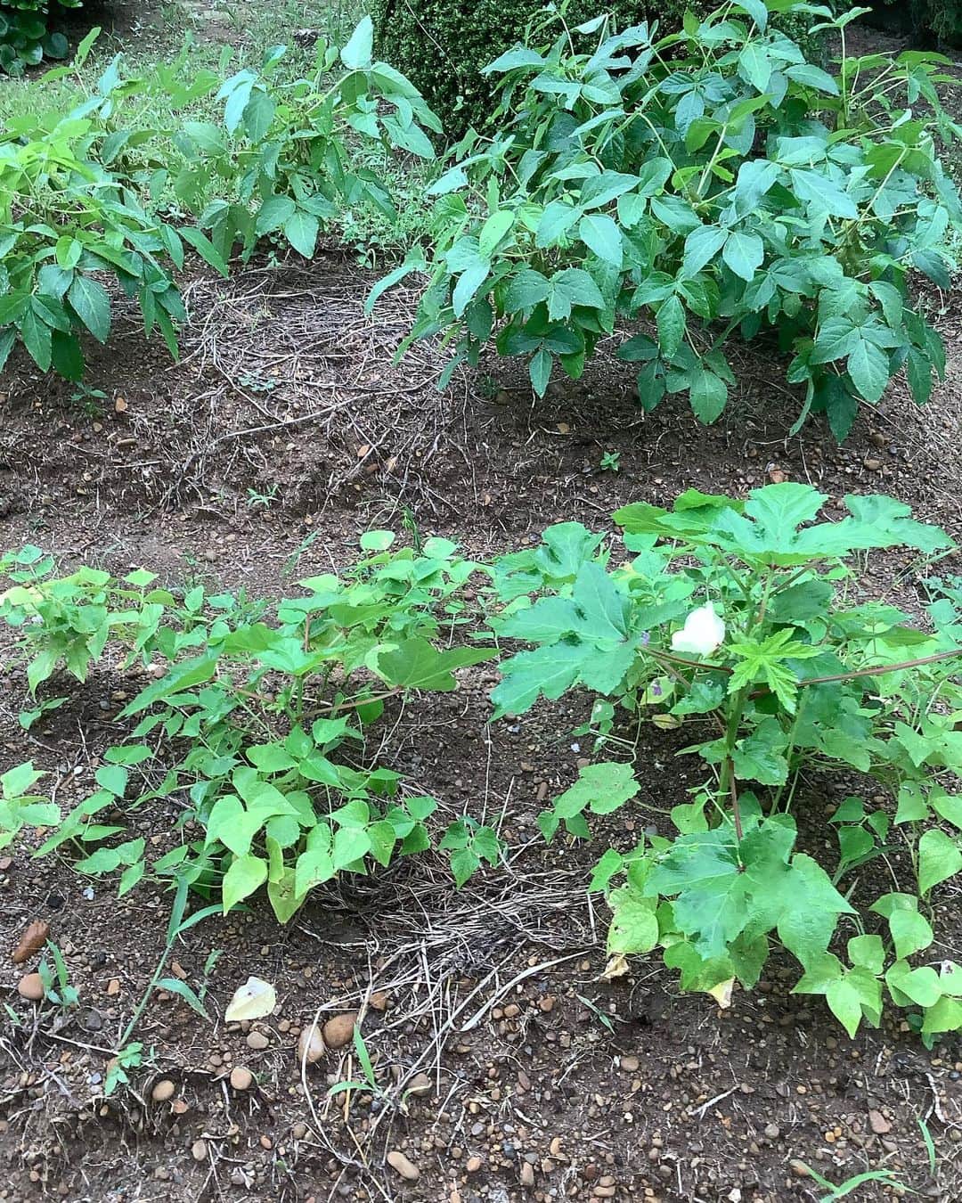 熊谷真実さんのインスタグラム写真 - (熊谷真実Instagram)「家庭菜園。  伸びてるよ！ 育ってるよ！  それだけで感動。 #熊谷真実 #自然栽培 #家庭菜園 #初心者 #楽しみ #収穫は二の次笑」9月19日 19時14分 - mami_kumagai310