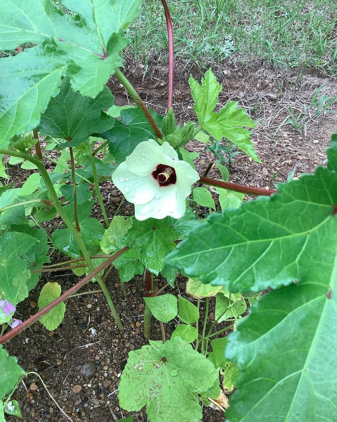 熊谷真実さんのインスタグラム写真 - (熊谷真実Instagram)「家庭菜園。  伸びてるよ！ 育ってるよ！  それだけで感動。 #熊谷真実 #自然栽培 #家庭菜園 #初心者 #楽しみ #収穫は二の次笑」9月19日 19時14分 - mami_kumagai310