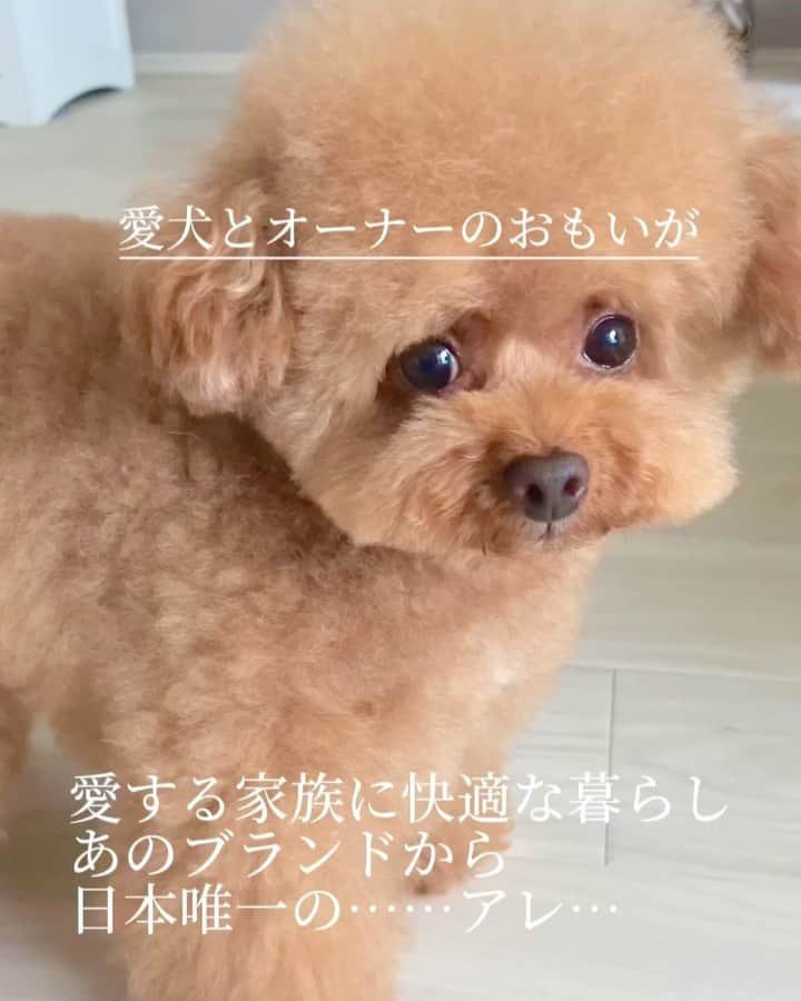 しらす先輩のインスタグラム：「本日は愛犬家の皆さんに是非知って欲しいので 長文になりますがとても感銘を受けた商品なので お付き合いください💙  大王製紙エリエールブランドから ペット商品が新発売です!! エリエールPet 「キミおもい」🐶🐱 わんちゃん商品は全17商品発売  先日都内で行われた 新ブランドエリエールPet誕生のメディア向け 新商品発表会に行ってきました。 テーマは「キミにやさしい、一緒にうれしい」 飼い主からの視点と動物生体の検証を重ね ペットに優しい商品として開発された 飼い主にもペットにも涙が出るほど嬉しい商品です😭 家族として生涯を共に過ごす大切な宝物でしかないペット達 私の中では人間以上の価値ですが…😂 ただ残念なのは 言葉を喋れない😭…… 私達は こうなのかなぁ？ これがいいよね？ 痛くない？ って…精一杯汲み取ってるけど… それがこの子の本心か分からない🥲 皆さんもこんな感じですよね〜!? この子は幸せかなぁって…いつも思う まさにその思いを叶えてくれた✨キミおもい✨ わんちゃんが快適に 少しでもストレス軽減できるよう 研究、開発されたペットにとても優しい商品 発表会に参加して 商品への拘りを聞き、 いままでに無いペット商品がとうとう 世に出るんだぁ〜と嬉しくなりました😊  ブランドアンバサダーの シンガーソングライターの絢香さん‼️ あの絢香さんがテーマソングを制作🎶 ワンちゃん、ネコちゃんへ伝えたいこと キミおもいメッセージを投稿すると…… 絢香さんが楽曲として制作、イメージソングに👏 そりゃいい名曲出来るはず！ もはや涙腺崩壊確定です😭 そー言えば愛犬家の絢香さんがイベントで言ってました 愛犬の顔が人間に見えるって😂 ごめん、私も人間にしか見えない🤣🤣 私だけじゃなかった💦安心💙 [キャンペーン概要] 🟦わんちゃん、ネコちゃんへ伝えたい"キミおもい"を100文字に込めて🥹💬 🟦エリエール公式X又は エリエールPetキミおもい公式Instagramへ投稿 🟦@elleairpet_kimiomoi_official  フォロー 🟦#キミおもい #キミおもい絢香キャンペーン ハッシュタグを付ける 🟦締切は10/31 🟦詳しくはエリエールPetキミおもい公式Instagramをご覧下さい。  実際に履いてみた感想を正直レビューします しらすが履いてるのは アクティブウェア(男女兼用)Sサイズ 伸縮バンド構造でホントにズレにくい そして日本で唯一のパンツタイプ✨✨ そりゃ履かせやすいし動きやすいに決まってる‼️ 足回りのギャザーが抜群です 大事なしらすが快適なら親は 何でもやってあげたい😊(親バカ) これは皆さんにも是非使ってもらって これ良い〜！って笑顔になって欲しいです👏  我が家に来てくれたしらすが 生涯幸せに家族と過ごして行けるよう ダダ漏れの重たすぎる愛情を注ぎまくります😘  @elleairpet_kimiomoi_official   #PR #キミおもい #キミともっと幸せに #toypoodlelover #toypoodlered #toypoodlegram #teacuppoodle #トリミング#かわいい犬 #愛犬#toypoodlesofinstagram #adorable #poodlestagram #inulog #ティーカッププードル#トイプードル大好き #poodlestagram #トイプー#かわいすぎる #プリケツ#instapet #癒しわんこ #toypoodle#poodlelov#犬は家族#宝物」