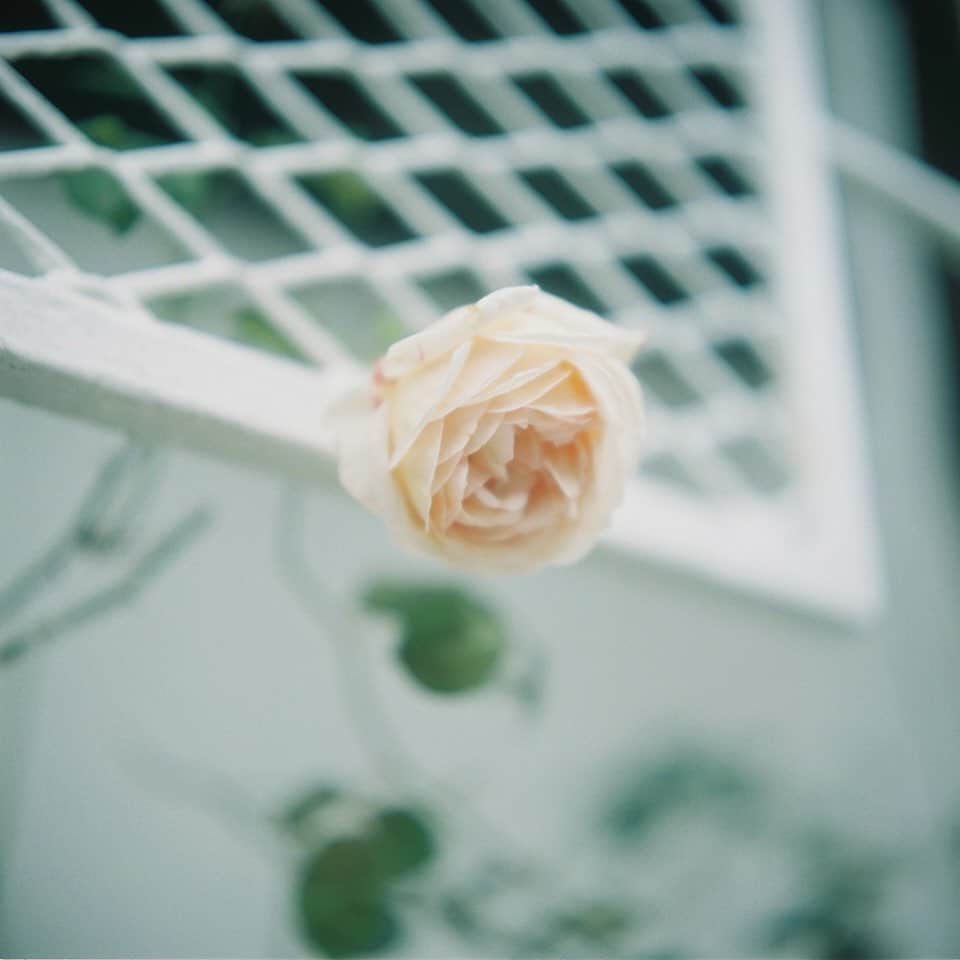 eichi tanoのインスタグラム