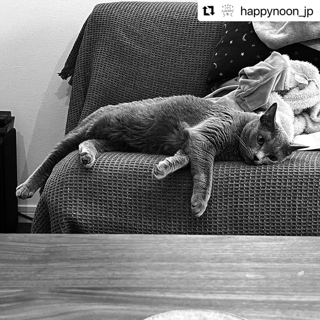 nocotoさんのインスタグラム写真 - (nocotoInstagram)「DO CATS!出展ブランドさんのご紹介！ 謎に包まれていた @happynoon_jp さんは、何と刺しゅうでうちのコのオリジナルTシャツがつくれちゃうというブランドさん。  nocotoはオフィシャルサポーター的な立場で大応援！させて頂きます🙋‍♀️だって…めちゃくちゃカワイイんだもん…💕 当日は実物サンプルも見られますので、ぜひ見に来てね。happyNOONさんのアカウントにオーダーの方法なども載っています。  #Repost @happynoon_jp with @use.repost ・・・ happyNOONとは？  人の手が感じられるイラスト×ハンドミシンの刺しゅうTシャツブランド。それが“happyNOON”（ハッピーヌーン）です。「縫うってハッピー。そこに色々な出逢いがあるから。」というコンセプトをもとに、Tシャツというキャンバスを使って、自由奔放な作品を生み出します。  イラスト×刺しゅう。言わずもがな相性バッチリのものづくりがスタートしたのは、デザイナーであるholidayがイメージしたモチーフを使った、イタヅラ心たっぷりな数枚のT-shirtsからでした。「縫う」ことをテーマにいくつかのプロダクトを作るうちに、いつの間にかムクムクと「推し=うちのコで作りたい...」という欲望に気付き、この度ブランドとしてスタートすることになりました。  次回ポストでは、オーダーの方法をご案内します！」9月19日 20時21分 - nocoto_store