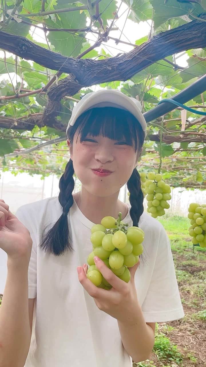 のインスタグラム：「ぶどう狩りしてきました🍇✨️  初めてのことばかりでドキドキでしたが、沢山食べれて大満足です！💕  #ぶどう狩り#ぶどう#grape#Tシャツ#キャップ#Japan#JapaneseGirl#16歳#16yearsold#スターダストプロモーション#スターダスト#JK#FJK#女子高生#武上陽奈」