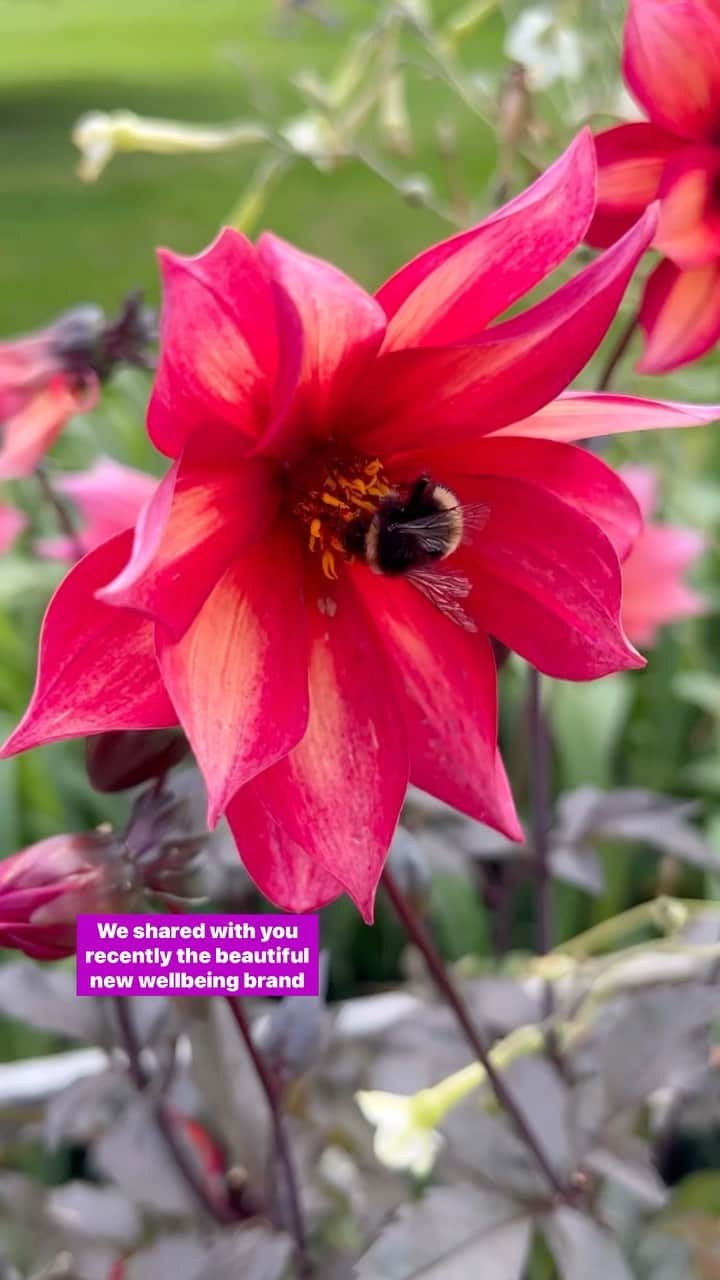 ハリー・ジャッドのインスタグラム：「AD | As the busy school term begins, we’re comforted knowing we can start Lola & Kits day with @zarbeesukire Multivits + Immune Support.   Zarbee’s Cough & Sore Throat Syrups are also available in case Lockie needs them as he is starting nursery soon and for Kit and @harryjudd who always seem to catch a cough! These syrups are made from naturally sourced ingredients including pure honey and ivy leaf to help soothe coughs and irritated throats.   I’m also grateful that Zarbee’s are looking after Harry and I too, with an evening immune support that includes lavender extract and tastes really yummy!  Cough & Sore Throat syrups are medical devices. 2+ years. *Vitamin D helps maintain a normal immune system. Immune Support liquids are food supplements and shouldn’t substitute a varied balanced diet. 3+ years.  #Zarbeesuk」