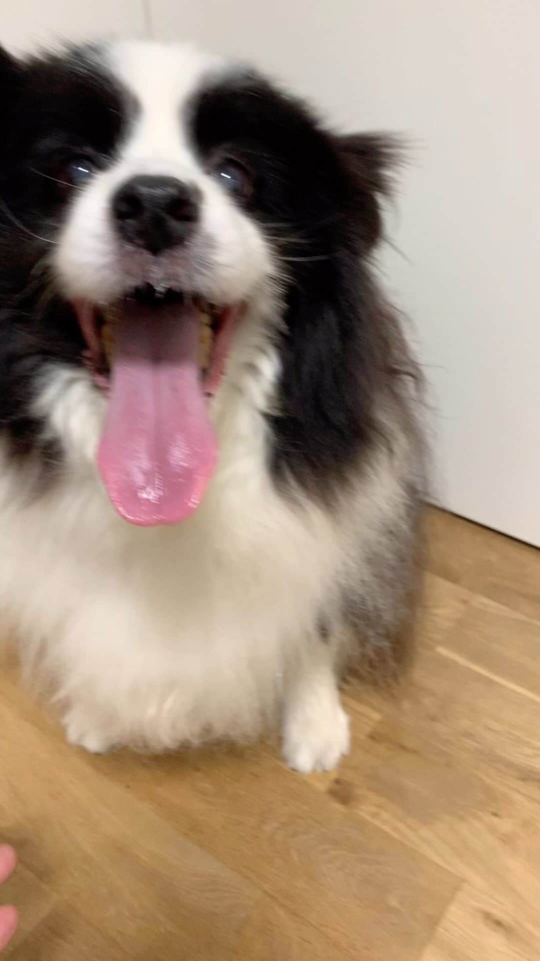 犬バカ部宣伝部長のインスタグラム：「遊んだ後なのに ちゃんと付き合ってくれます🐼❤️🥺 鼻つまんで、ごめーんね🖐️🤣 ⁡ 幸せなエブリデイ🐼❤️ ⁡ #犬バカ部 #bordercollie #ボーダーコリー #dog #犬 #白黒 #そら #ふにゃボダ部 #ボダ娘 #幸せなエブリデイ」
