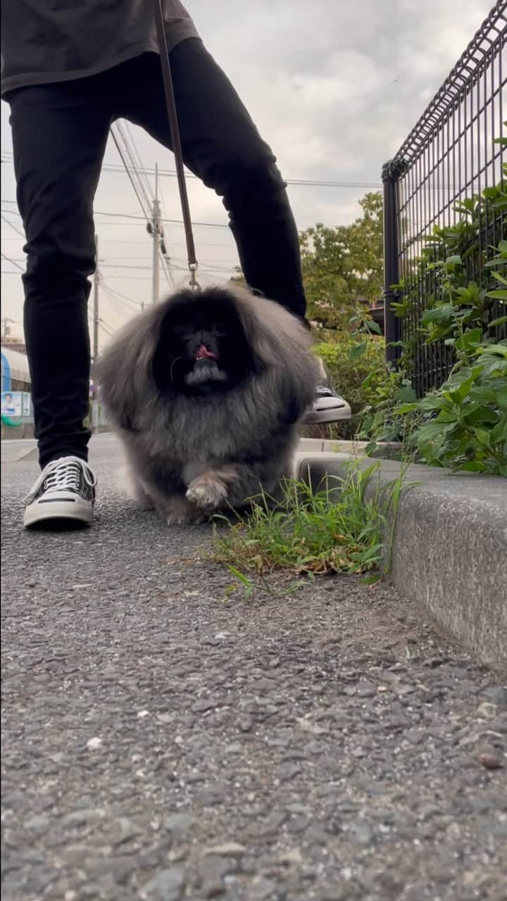 宮田和弥のインスタグラム：「今日も穏やかである為に意識を持って穏やかに！きっとそれは未来を変えて行く！好き良い1日を！by wom #ペキニーズ #PEKINGESE #京巴 #dog #dogs #ウォンチビ #いぬスタグラム #犬スタグラム #いぬすた #宮田和弥 #wom #ウォンチビ」