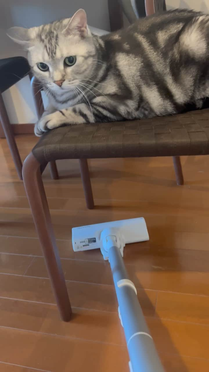 Alain アランのインスタグラム：「Good morning!Bonjour! Mom can use this vacuum cleaner all she wants, I won’t be scared! * おはようございますにゃん! コードレススティック掃除機ラクティブエアEC-SR9の猫モニターとしてレポートするよ！ 「掃除機嫌い」のビビり猫・アランも逃げない低騒音。猫トイレの周りに散らかったチップもサッと吸える吸引力！ ママは「ハンディノズルとスグトルブラシ、実は装着した状態で使うと 立ったままノズルが付替えできて便利！」って言ってるよ。ストーリーにその様子をアップしたんだって。見てね！  #シャープ猫モニター　#PR  #catstagram #cat_features  #topcatphoto #cutepetclub #catsofinstagram #cats_of_world #excellent_cats #catstocker  #bestmeow #bestcats_oftheworld #INSTACAT_MEOWS #peco #animalsco #mofmo #みんねこ #ふわもこ部 #ねこのきもち #アメショー #猫好きさんとつながりたい #nekoclub #にゃんグラム #アメショ#アメショシルバータビー」