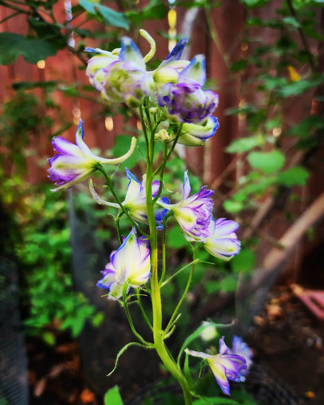 のインスタグラム：「DELPHINIUM   @gasolinegarden #GASOLINEGARDEN #ILOVEGARDENS #GARDENSRULE #GARDENCHURCH #GARDENPARTY #GASOLINEGARDEN #ILOVEGARDENS #GARDENSRULE #GARDENCHURCH #GARDENPARTY #GARDENMAGIC #AVANTGARDEN #GARDENS #GARDENGANGSTER #GARDEN #GRADENLIFE #GARDENER #GARDENTIME  #GARDENING #VEGETABLEGARDEN #FLOWERS #SUCCULENTS  #PLANTS  #CACTUS #AYEARINFLOWERS  #shadowhills  #THANKYOU  @gasolineglamour  #GASOLINEGLAMOUR #PLANTSOMESHIT  #GROWSOMESHIT #delphinium」