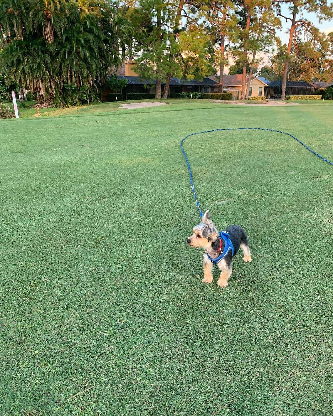 上原浩治さんのインスタグラム写真 - (上原浩治Instagram)「ゴルフ場⛳️のフェアウェイを歩くKJ😆  楽しそうに笑顔で走り回ってます🐶  夕方からコヨーテが出てくるから、注意しないと危ない🥺  散歩は癒しタイムです😙  #犬　#🐕　#散歩　#ゴルフ場　#⛳️ #気をつけて  #コヨーテ　#注意　#危険　#癒し  @koji19ueharaのフォローをお願いします  #上原浩治の雑談魂の登録を   http://www.koji-uehara.netにコメントを」9月20日 6時37分 - koji19uehara