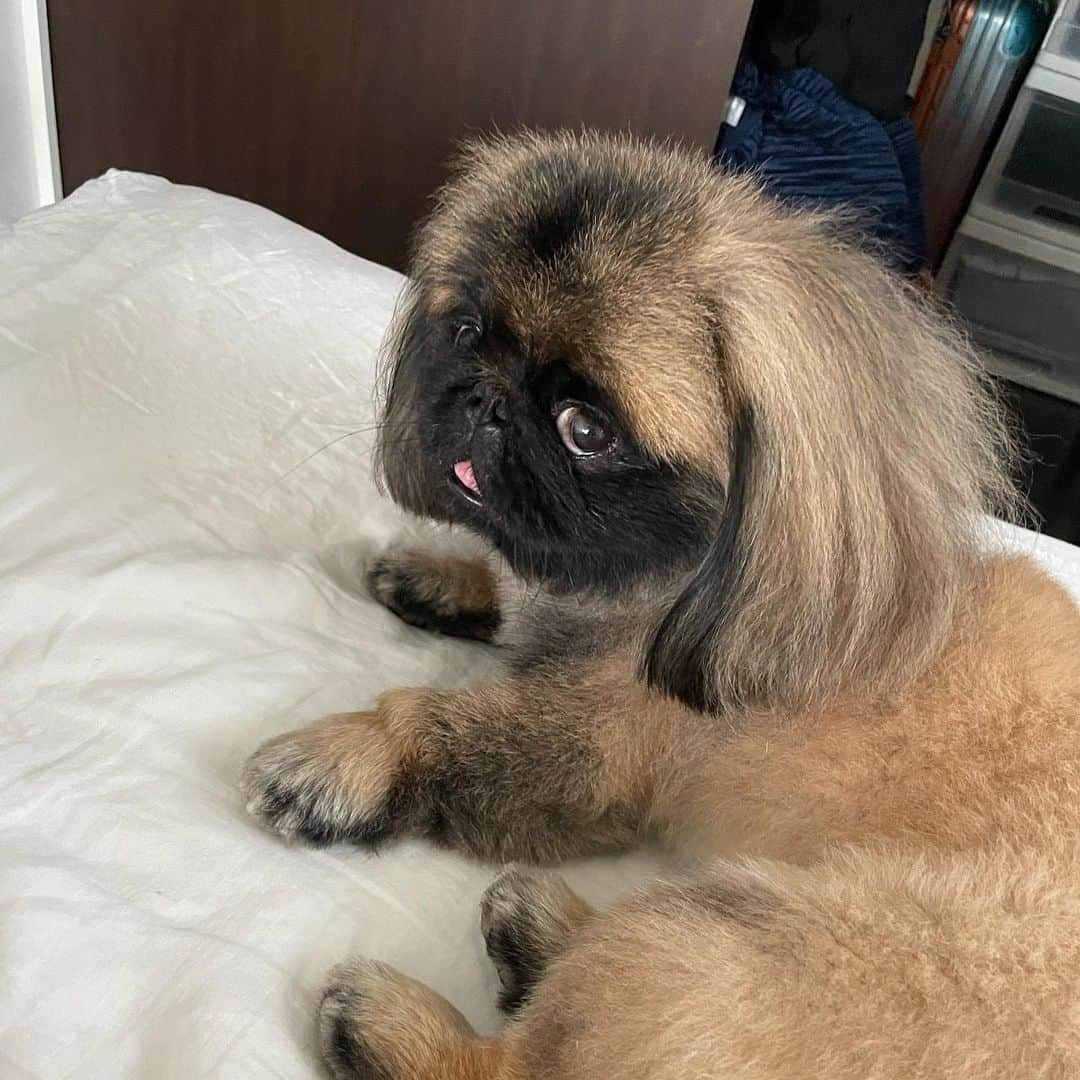 倉地美晴さんのインスタグラム写真 - (倉地美晴Instagram)「@kushu_peki 🐶🐶  #pekingese #pekingeselove #cutedogs #ペキニーズ #pekingeseofinstagram」9月20日 7時15分 - miharu_kurachi