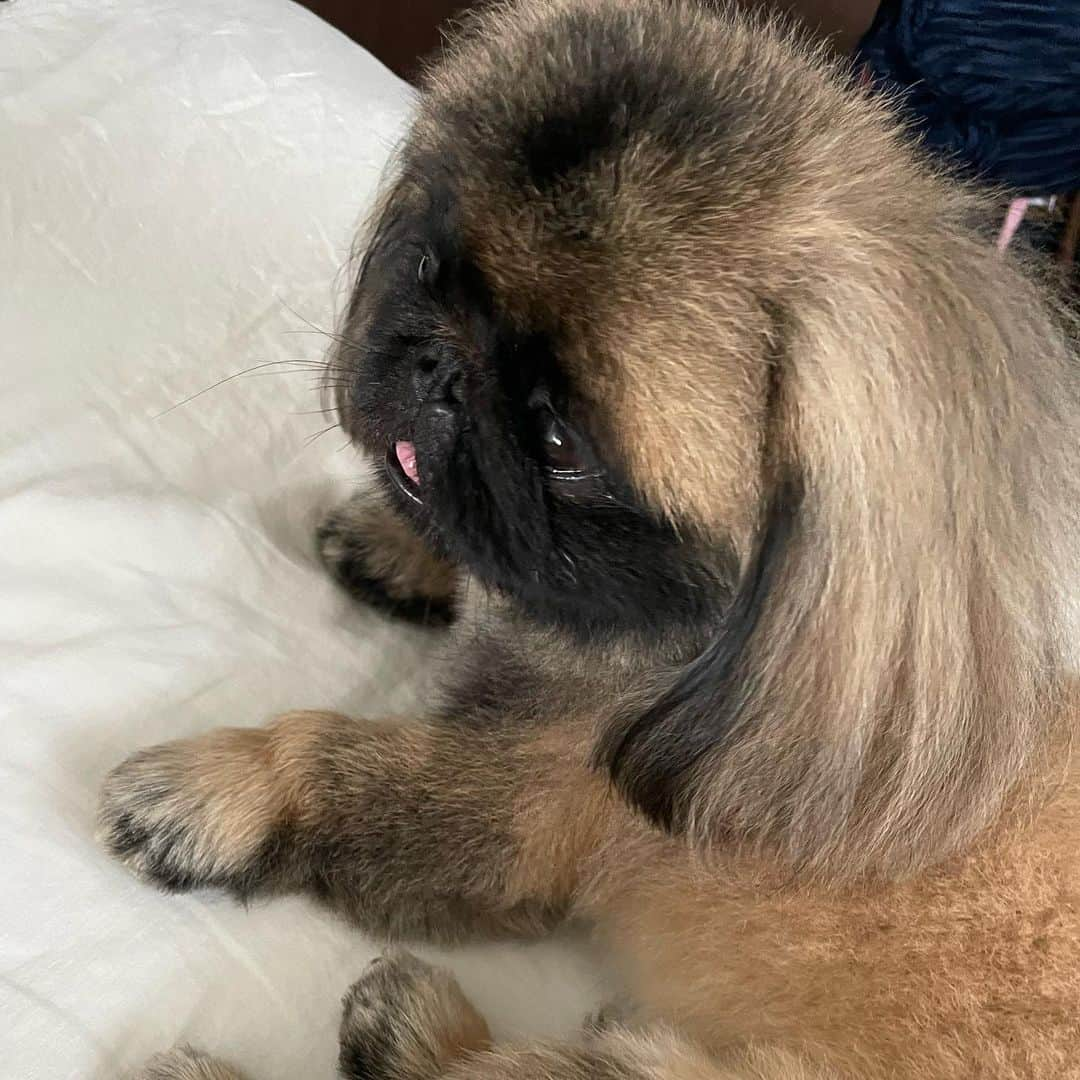 倉地美晴さんのインスタグラム写真 - (倉地美晴Instagram)「@kushu_peki 🐶🐶  #pekingese #pekingeselove #cutedogs #ペキニーズ #pekingeseofinstagram」9月20日 7時15分 - miharu_kurachi