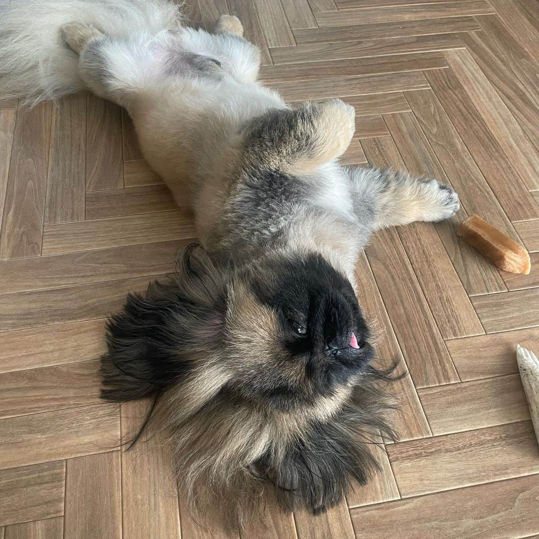 倉地美晴さんのインスタグラム写真 - (倉地美晴Instagram)「@kushu_peki 🐶🐶  #pekingese #pekingeselove #cutedogs #ペキニーズ #pekingeseofinstagram」9月20日 7時15分 - miharu_kurachi