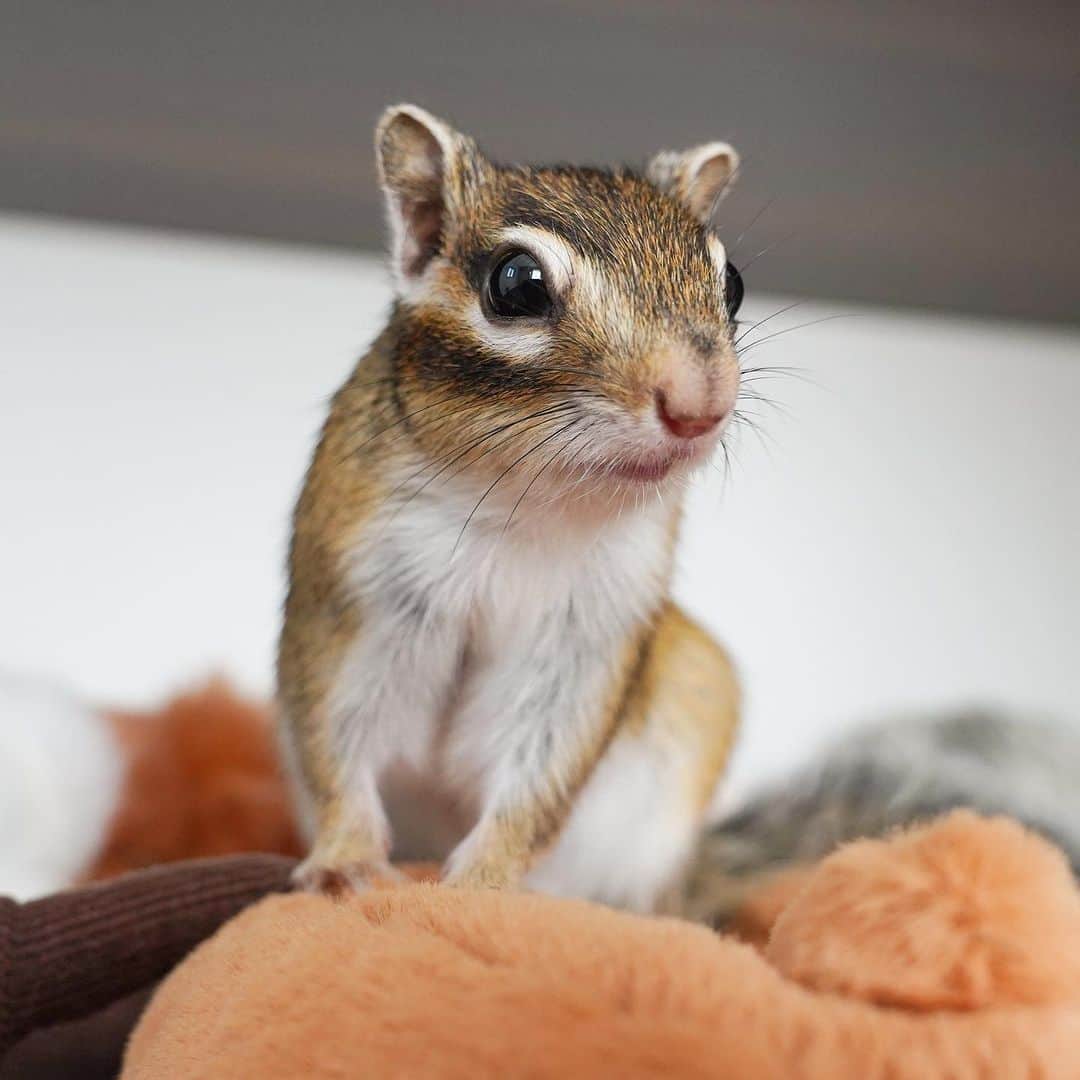 ビッケ & トッドのインスタグラム：「#Sophie  May autumn come soon！  涼しくなるの、いつかな？  #chipmunk #シマリス #リス」