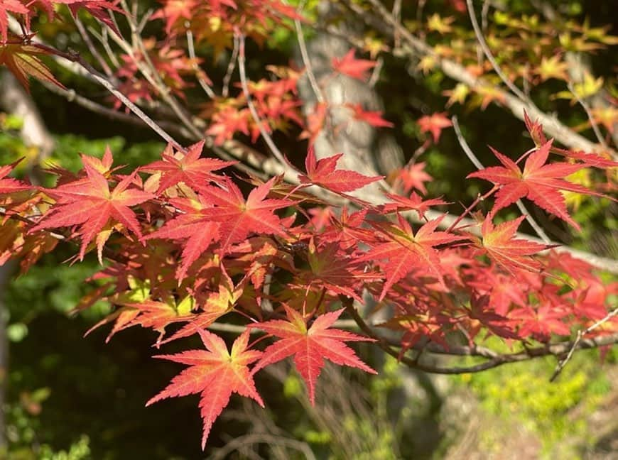 假屋崎省吾さんのインスタグラム写真 - (假屋崎省吾Instagram)「軽井沢の別荘の紅葉がきれいに色づいてきてました〜🍁  特にきれいに紅葉するモミジをい〜っぱい、植えていただいたので、ほんとにこれからが見事に色づいてきますよ〜っ✨  #假屋崎省吾 #カーリー #軽井沢 #別荘 #紅葉 #モミジ #秋 #色」9月19日 22時27分 - shogo_kariyazaki_official