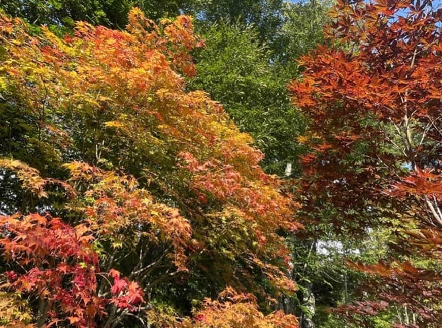 假屋崎省吾さんのインスタグラム写真 - (假屋崎省吾Instagram)「軽井沢の別荘の紅葉がきれいに色づいてきてました〜🍁  特にきれいに紅葉するモミジをい〜っぱい、植えていただいたので、ほんとにこれからが見事に色づいてきますよ〜っ✨  #假屋崎省吾 #カーリー #軽井沢 #別荘 #紅葉 #モミジ #秋 #色」9月19日 22時27分 - shogo_kariyazaki_official