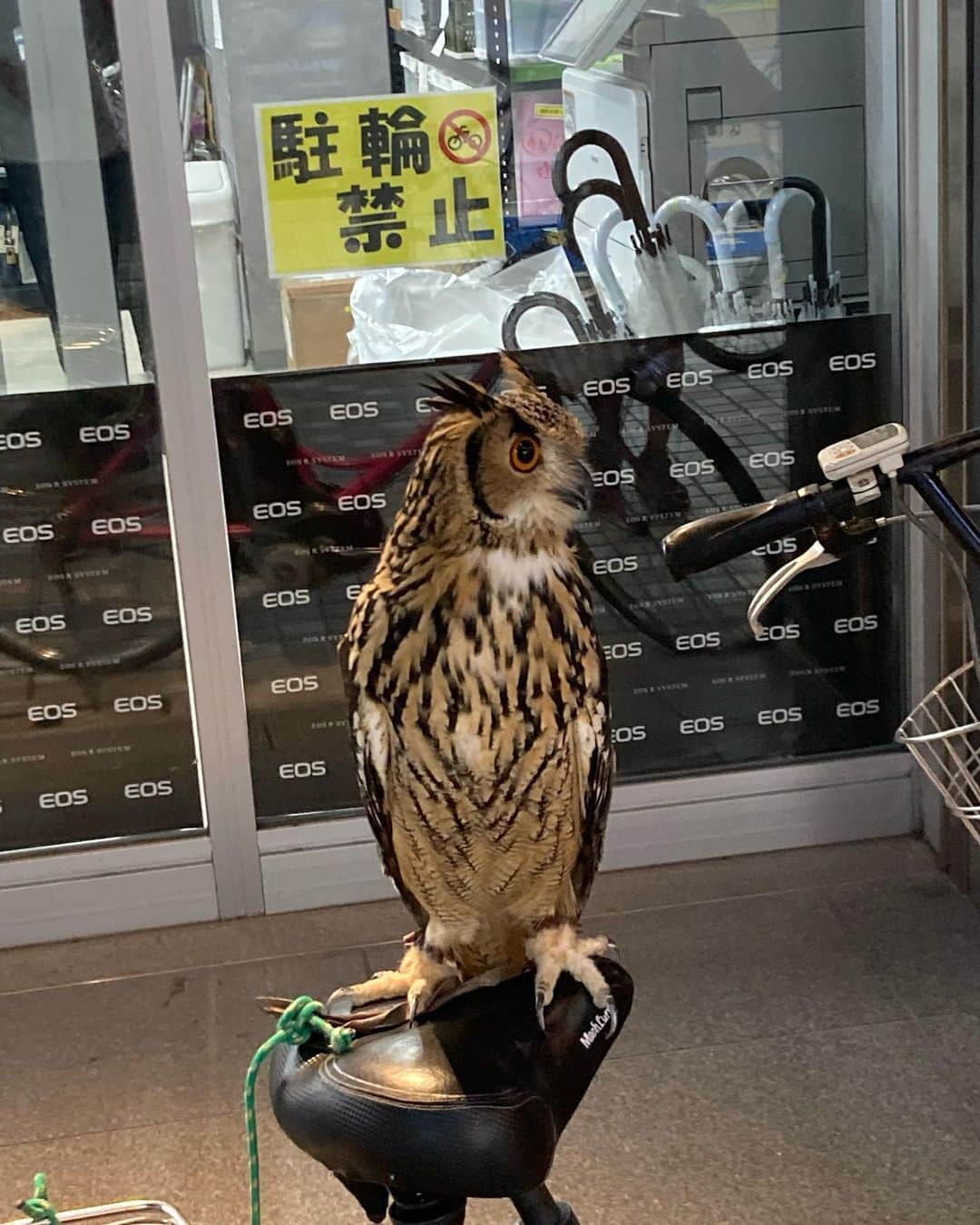 azumyのインスタグラム：「中野にミミズクいたの。」