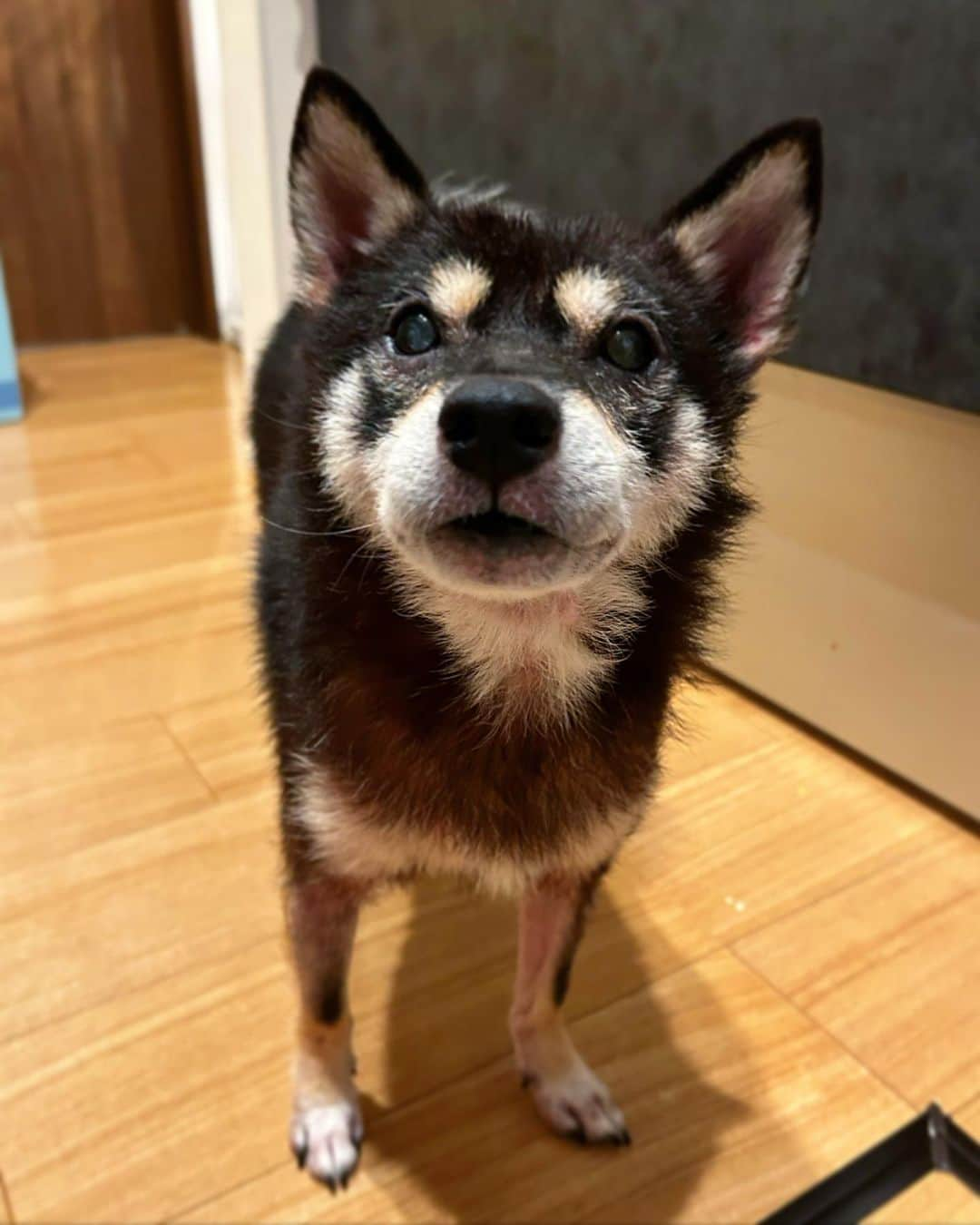 まめ丸のインスタグラム：「* * おやつ🍖がほしくて キッチンに不法侵入🐶🩷  「あれ❓なんでいるのー❓」 って言われてキョトン顔のぼく🤣  どうやってはいったかは。。。 ヒミツー🐶❣️ * I’m ready for a snack🍖🐶🩷 * #パパの足の間をすりぬけたよ #猛暑で毛がぬけてなんだかスッキリしてるぼく #それなのに体重は増量中🐶💦 * #柴犬#豆柴#柴#黒柴#犬#いぬ#まめしば#マメシバ#キョトン顔#shiba#shibainu#mameshiba#shibadog#puppy#dog#pet」