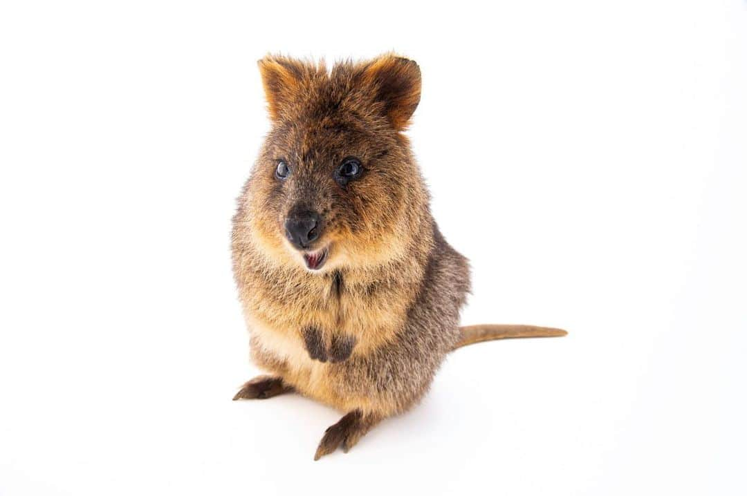 Joel Sartoreさんのインスタグラム写真 - (Joel SartoreInstagram)「Meet Autumn, a quokka I photographed @tarongazoo. These cute critters are nocturnal herbivores, feeding on various grasses and leaves as they navigate through their home range at night. They have a strong preference for munching on new growth, which means the availability of their food is linked to changing seasons and wildfires. Because of this, they can go weeks without eating, living off the fat stores in their short tails when food is scarce. They’re also known for regurgitating their food; swallowing it without chewing, only to bring it up again and eat it later.   #quokka #animal #wildlife #photography #animalphotography #wildlifephotography #studioportrait #PhotoArk @insidenatgeo」9月19日 22時55分 - joelsartore