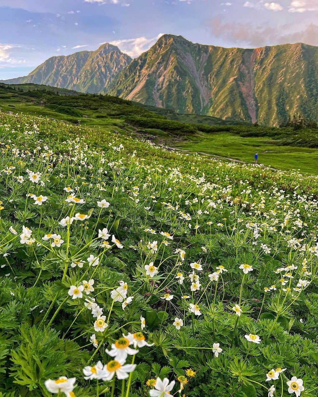 登山*トレッキング*アウトドア『.HYAKKEI』のインスタグラム：「ハクサンイチゲのお花畑。 来年こそはこの景色を見る！と心に誓いたくなる美しさです✨  photo by:  @non0629 さん 素敵なお写真ありがとうございました！  ＝＝＝＝＝＝＝＝  Posted @withregram • @non0629 雷雨後のお花畑お散歩タイム🍀 . 2023.07.28-30 Day.1 室堂-浄土山-龍王岳-獅子岳-ザラ峠-五色ヶ原 Day.2 五色ヶ原-鳶山-ザラ峠-獅子岳-一ノ越山荘-室堂 -雷鳥沢-剣御前-剣沢キャンプ場 Day.3 剣沢キャンプ場-前剣-剱岳-剣沢キャンプ場- 剣御前-雷鳥沢-室堂 .  ＝＝＝＝＝＝＝＝  #hyakkeime  #登山  #山登り #トレッキング  #北アルプス  #立山  #五色ヶ原  #ハクサンイチゲ」