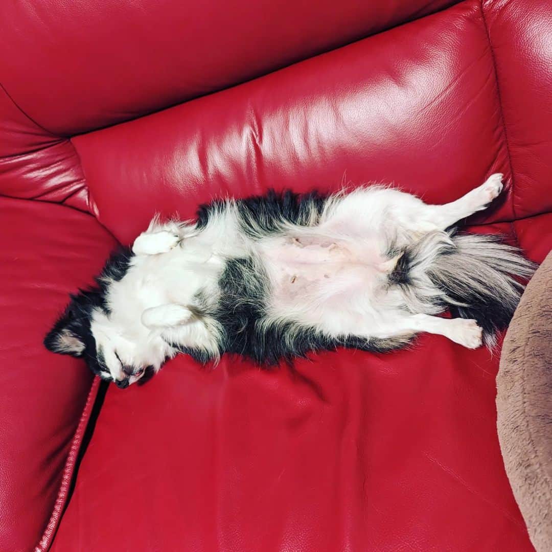 島田佳奈のインスタグラム：「【アンジュ日記】 あられもない寝姿からの 「何、見てんのよ」 アンジュさん……舌、出てるよw  #保護犬 #チワワ #アネラカフェ卒業犬」