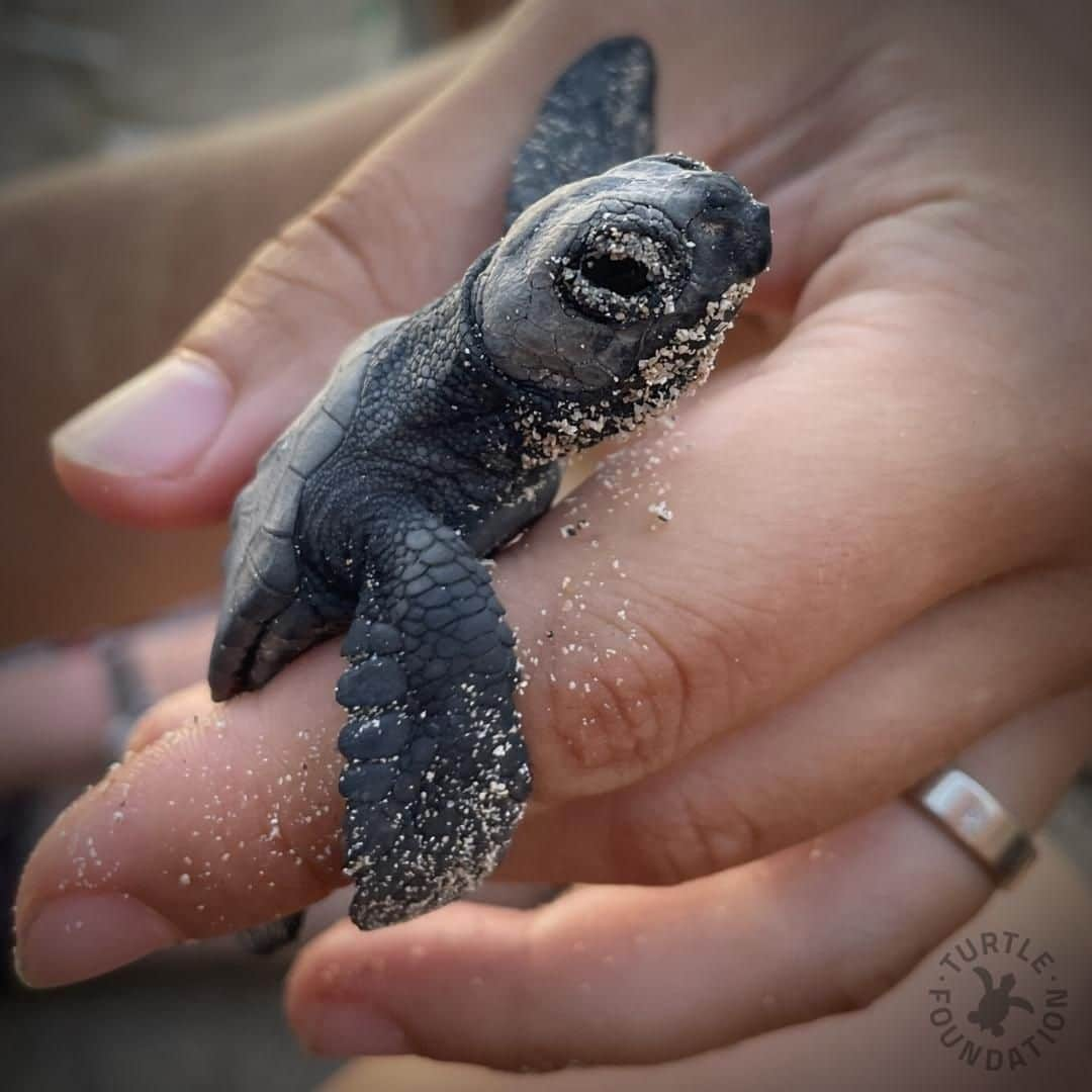 PAUL HEWITTさんのインスタグラム写真 - (PAUL HEWITTInstagram)「As promised we're keeping you up to date on the projects we support. On Boa Vista, project site of the @turtle.foundation the nesting and hatching time is fully running.  From their latest numbers, three weeks ago, they counted 7,136 loggerhead nests in five camps. The have already started to hatch and have been released to the sea.  We are super excited to share these sweet images. All credit belongs to the @turtle.foundation - Except the first one we found via twitter, source unknown.」9月20日 1時00分 - paul_hewitt