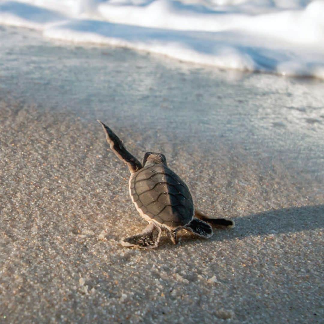 PAUL HEWITTさんのインスタグラム写真 - (PAUL HEWITTInstagram)「As promised we're keeping you up to date on the projects we support. On Boa Vista, project site of the @turtle.foundation the nesting and hatching time is fully running.  From their latest numbers, three weeks ago, they counted 7,136 loggerhead nests in five camps. The have already started to hatch and have been released to the sea.  We are super excited to share these sweet images. All credit belongs to the @turtle.foundation - Except the first one we found via twitter, source unknown.」9月20日 1時00分 - paul_hewitt