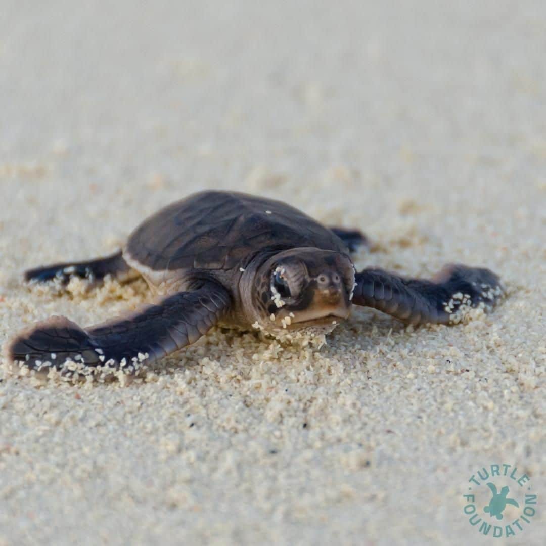 PAUL HEWITTさんのインスタグラム写真 - (PAUL HEWITTInstagram)「As promised we're keeping you up to date on the projects we support. On Boa Vista, project site of the @turtle.foundation the nesting and hatching time is fully running.  From their latest numbers, three weeks ago, they counted 7,136 loggerhead nests in five camps. The have already started to hatch and have been released to the sea.  We are super excited to share these sweet images. All credit belongs to the @turtle.foundation - Except the first one we found via twitter, source unknown.」9月20日 1時00分 - paul_hewitt