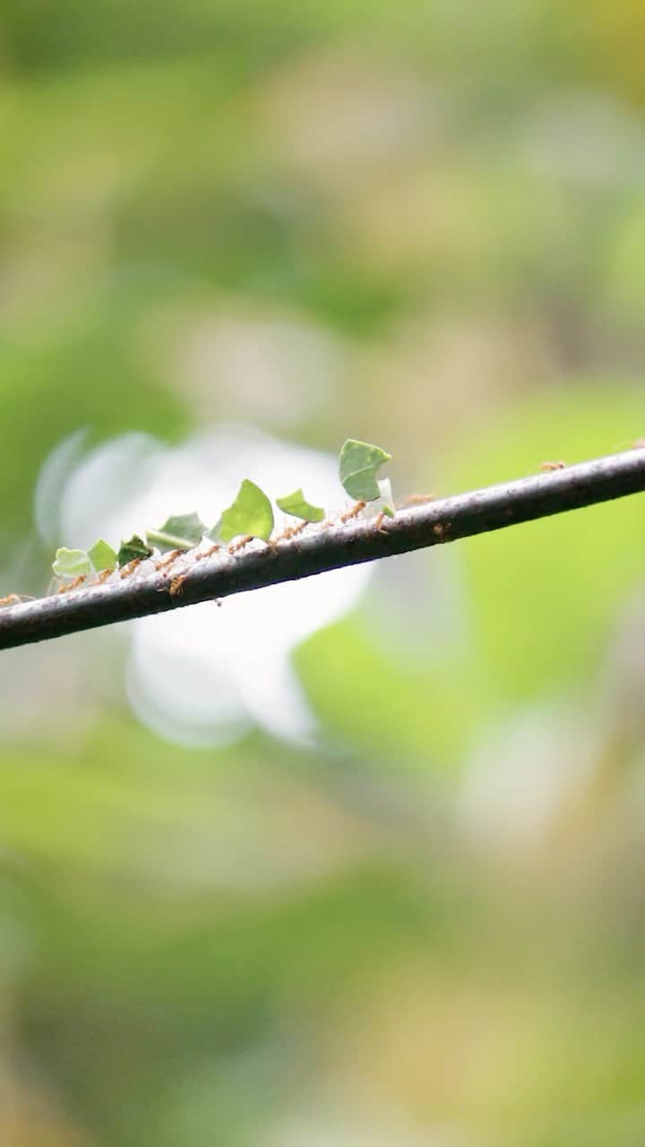 San Diego Zooのインスタグラム：「Leafcutter ants use their leaves to farm fungus underground. I learned this during a visit to @sandiegozoo #animals #science #sandiegozoo #sponsored」