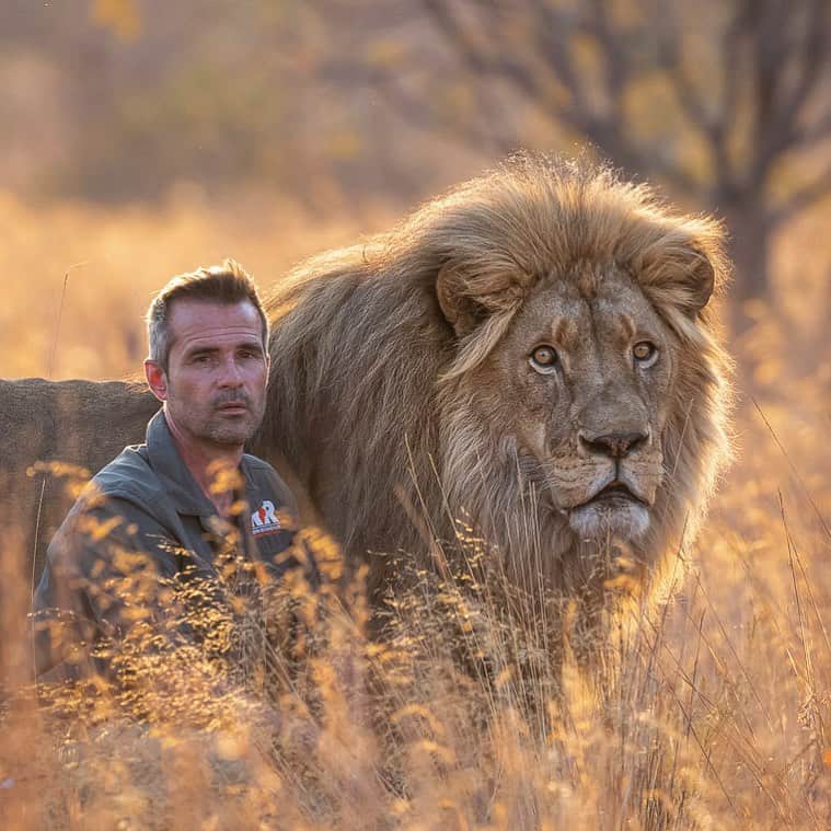 Kevin Richardson LionWhisperer のインスタグラム：「In the quiet moments between day and night, a memorable moment unfolds. 📸 through the lens of incredible @jackiewildphoto, this image captures the unspoken bond between Vayetse and I, as we’re bathed in the golden, ethereal glow of a setting sun. This image is a testament to the profound beauty that emerges when respect, trust, and coexistence intertwine.   #NatureInHarmony #SunsetMagic #UnlikelyFriends #GoldenHourLove #EtherealMoments」