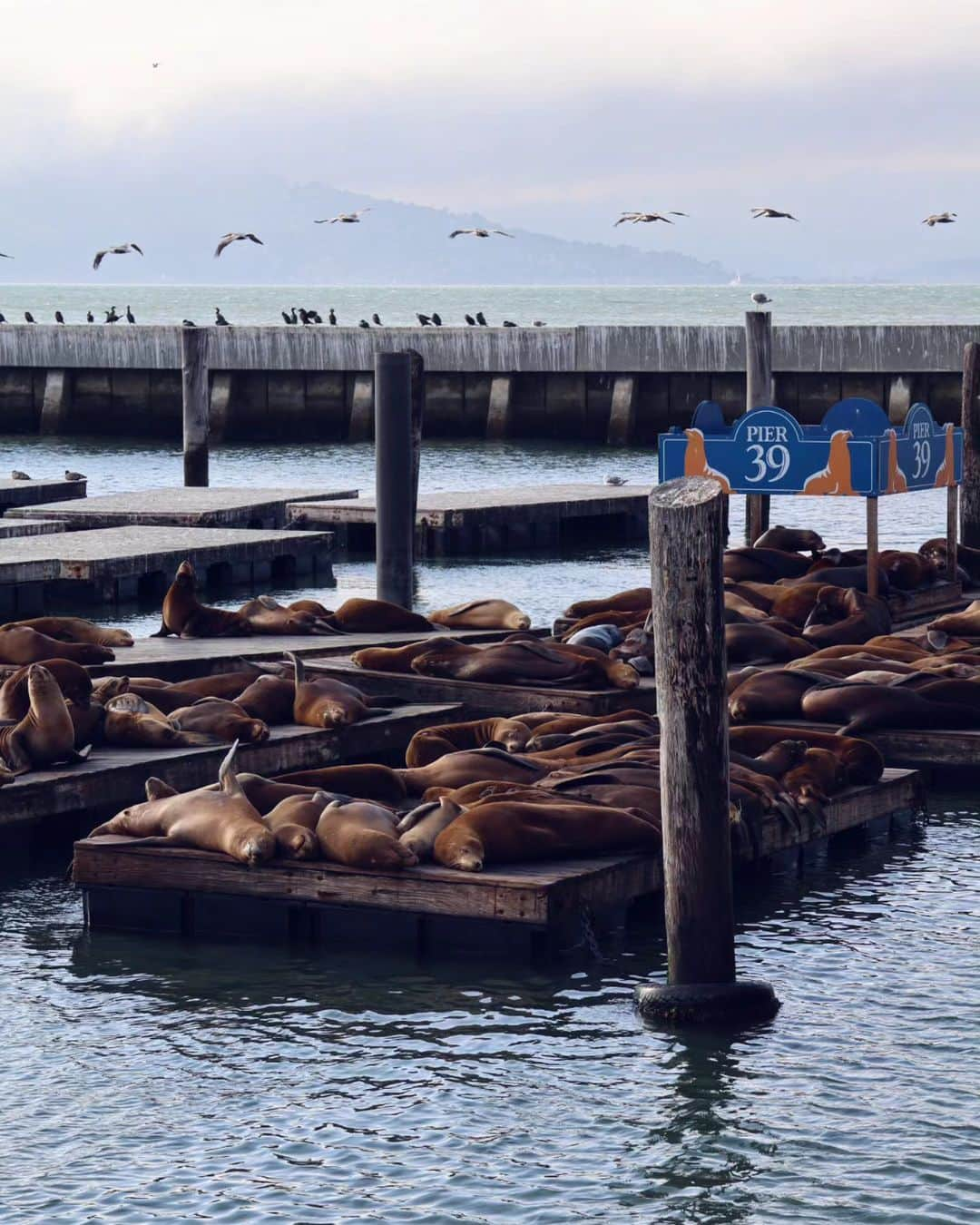 メッテ・グラスゴワールさんのインスタグラム写真 - (メッテ・グラスゴワールInstagram)「California coast vibes and San Francisco vibes 🇺🇸 #roadtrip #bigsur #sanfrancisco」9月20日 1時23分 - mette_graversgaard