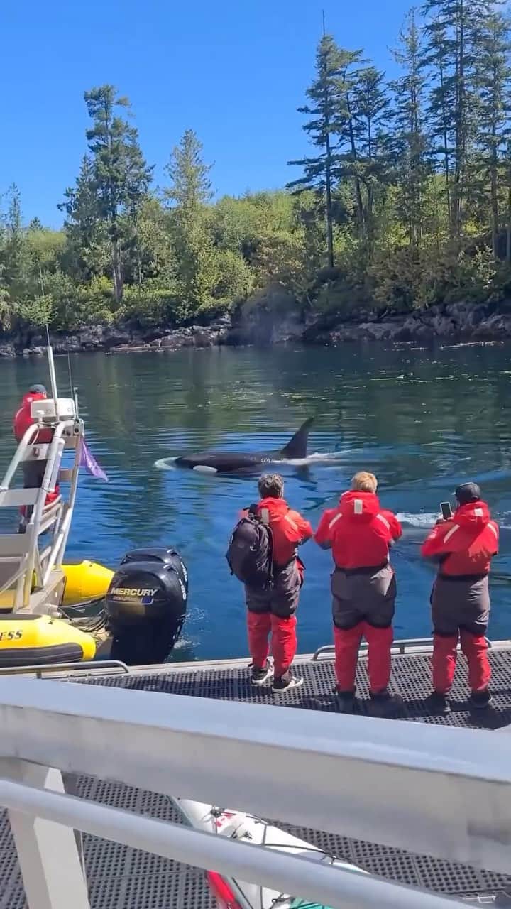 Explore Canadaのインスタグラム：「TFW the orcas come to you. What a moment with @princeofwhaleswhalewatching!   Fun marine fact 🧐: did you know that orcas aren’t considered whales? They’re actually the largest members of the dolphin family! 🐋🐬 Dolphins, on the other hand, belong to the toothed-whale group, so in fact, they’re technically whales. 🐋🐬 Yes, this is confusing AND true.    🎥: @harls94 📍: @telegraphcove, @tourismvancouverisland, @hellobc    #ExperienceVancouverIsland   Video description: Two orcas cruise below and above the water’s surface, past a group of people on an inflatable tour boat.」