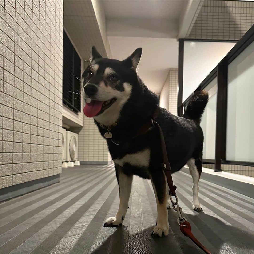 vo_coのインスタグラム：「🐾 遅めに帰宅すると、玄関までのお出迎えと合わせて、軽い散歩をご所望してくるこたちゃん これまでは習慣的に朝夕1日2回の排泄で済ませてきたけど、3回目行った方がいいのかな… 我慢できない、ということはなく「行けるなら行くけど？」くらいのニュアンスなんだけど 加齢によって排泄頻度って変わるものなのか…もう少し観察しながら対応していこうかと ＊ #11年一緒にいると何を求めてるのかはなんとなくわかる #shibastagram #instashiba #shiba #shibainu #黒柴 #柴犬」