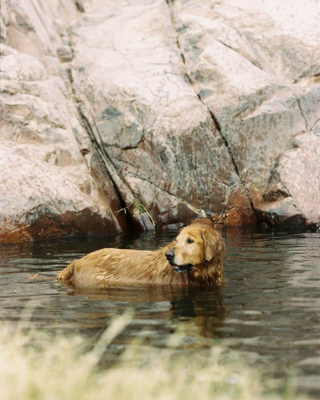 Amber Fillerup Clarkさんのインスタグラム写真 - (Amber Fillerup ClarkInstagram)「Got film back.. the last hike we did with our Chauncey boy 😓 he was the goodest happiest boy on this hike」9月20日 2時13分 - amberfillerup