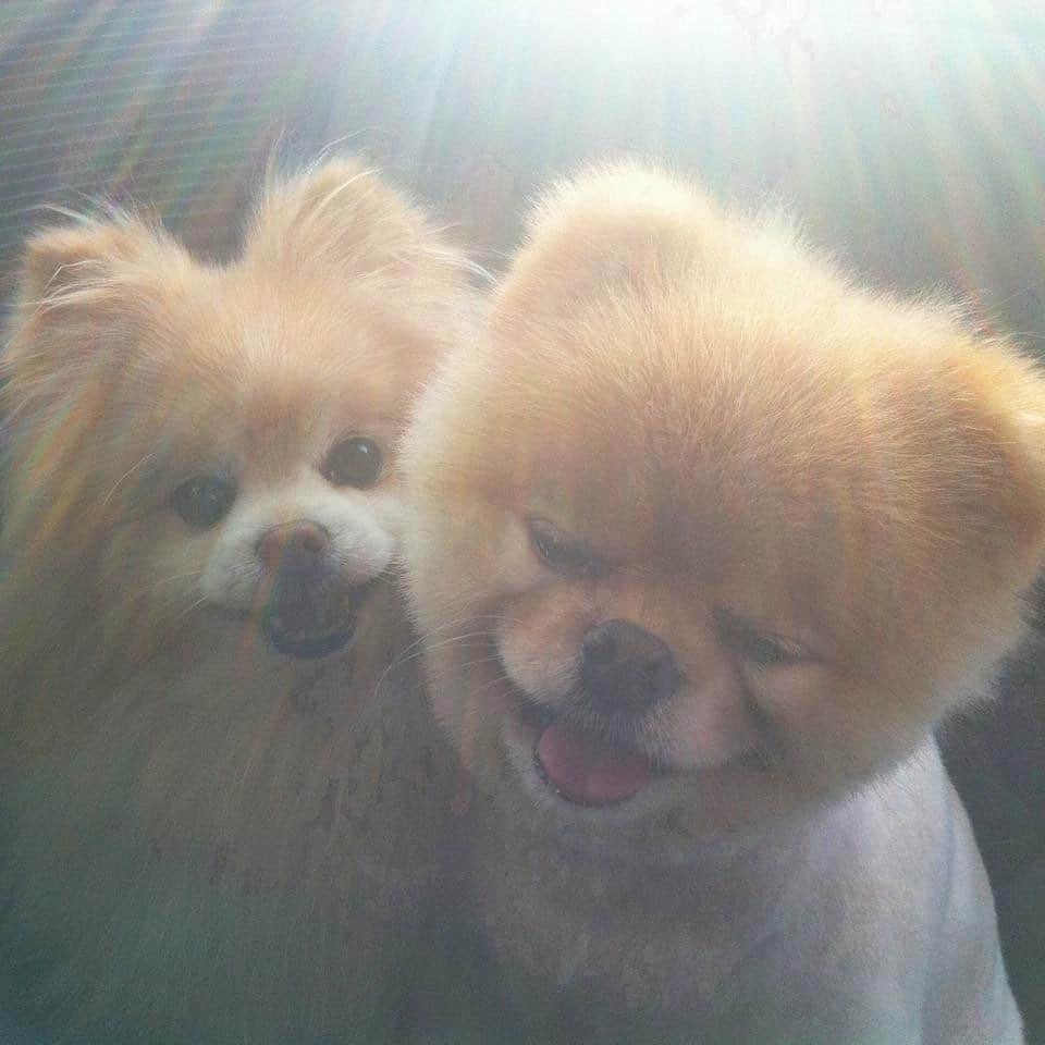 Buddy Boo Blueさんのインスタグラム写真 - (Buddy Boo BlueInstagram)「Happy Monday from the OG2!」9月20日 2時37分 - buddyboowaggytails