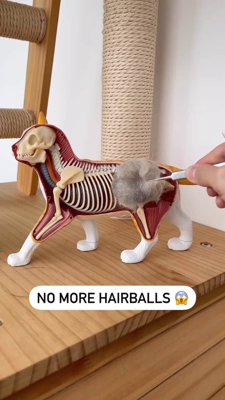 Cute Pets Dogs Catsのインスタグラム