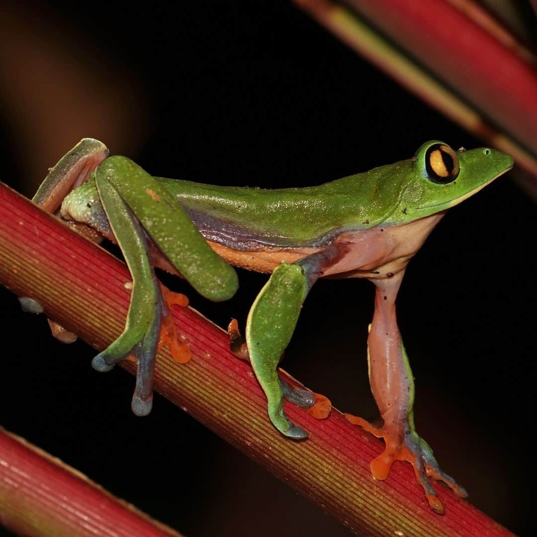 アメリカ自然史博物館のインスタグラム：「Step into the week with the blue-sided leaf frog (Agalychnis annae). This species is recognizable thanks to its vibrantly colored flanks, which feature shades of pink, lavender, and blue. It's able to change its colors, too. At night, the hues of this amphibian’s body darken to shades of green and deeper blue. This nocturnal frog can be found in parts of Costa Rica and Panama. Unfortunately, it’s threatened by human activity including pollution and habitat destruction.   Photo: Charles J. Sharp, CC BY-SA 4.0, Wikimedia Commons  #nature #naturephotography #wildlife #amazingnature #animals #animalfacts #didyouknow」