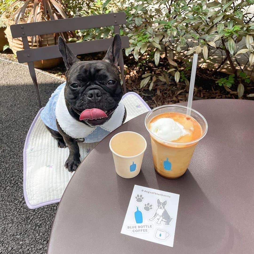 Blue Bottle Coffee Japanさんのインスタグラム写真 - (Blue Bottle Coffee JapanInstagram)「＼Dog Week 🐶 開催中／⁠ ⁠ 本日 9月20日(水)〜 9月26日(火)は動物愛護週間です！⁠ ブルーボトルコーヒーでは、対象店舗で「ドッグウィーク」を開催中😊✨⁠ ⁠ ハッシュタグ #DogsOfBlueBottle⁠ をつけて投稿いただいた、可愛いゲストをご紹介💙⁠ 素敵なお写真をシェアいただきありがとうございました！⁠ ⁠ ⁠ ・1 枚目：左からリオン(パパ), リアナ(ママ), リーフくん(お子さま)⁠ 　Photo by @miwa_and_lion⁠ ⁠ ・2 枚目：カヌレちゃん⁠ 　Photo by @buuchan0128⁠ ⁠ ・3 枚目：ミクスちゃん⁠ 　Photo by @pomepoomix⁠ ⁠ Thank you for sharing!⁠ ⁠ ⁠ イベント期間中、ワンちゃんと一緒に対象カフェにてドリンクをオーダーいただいたお客さまに「ドッグトリーツ(おやつ) 」と「オリジナルステッカー*」をお渡ししております！⁠ ⁠ ぜひ、ワンちゃんのお散歩がてらブルーボトルコーヒー カフェにお立ち寄りください♪⁠ ⁠ ⁠ 引き続き、ハッシュタグ #DogsOfBlueBottle⁠ をつけた、ワンちゃんとのお写真の投稿もお待ちしております📸 SNSでご紹介させていただきます！⁠ ⁠ * オリジナルステッカーは、1 会計につき 1 枚プレゼントさせていただきます。⁠ ⁠ ⁠ ーーーーーーーーーー⁠ ドッグウィーク⁠ 開催期間：2023年9月16日(土)〜 9月26日(火)⁠ 開催カフェ：清澄白河、中目黒、渋谷、みなとみらい、池袋、三軒茶屋、広尾、六本木、白井屋、京都、神戸阪急⁠ ⁠ ※ワンちゃんが 2 匹以上の場合、ドッグトリーツはワンちゃんの数分ご提供いたします。⁠ ※ワンちゃんを連れての店内入店はご遠慮いただいております。ご来店の際はバリスタへぜひお声がけください。⁠ ※京都カフェではTHE DAYSさんとのコラボドッグトリーツではなく、別の種類のドッグトリーツをご用意しております。⁠ ドッグトリーツの販売もございませんのであらかじめご了承ください。⁠ ーーーーーーーーーー⁠ ⁠ ⁠ ⁠ ⁠#DogsOfBlueBottle⁠ #ブルーボトルコーヒー⁠ #BlueBottleCoffee」9月20日 15時36分 - bluebottlejapan