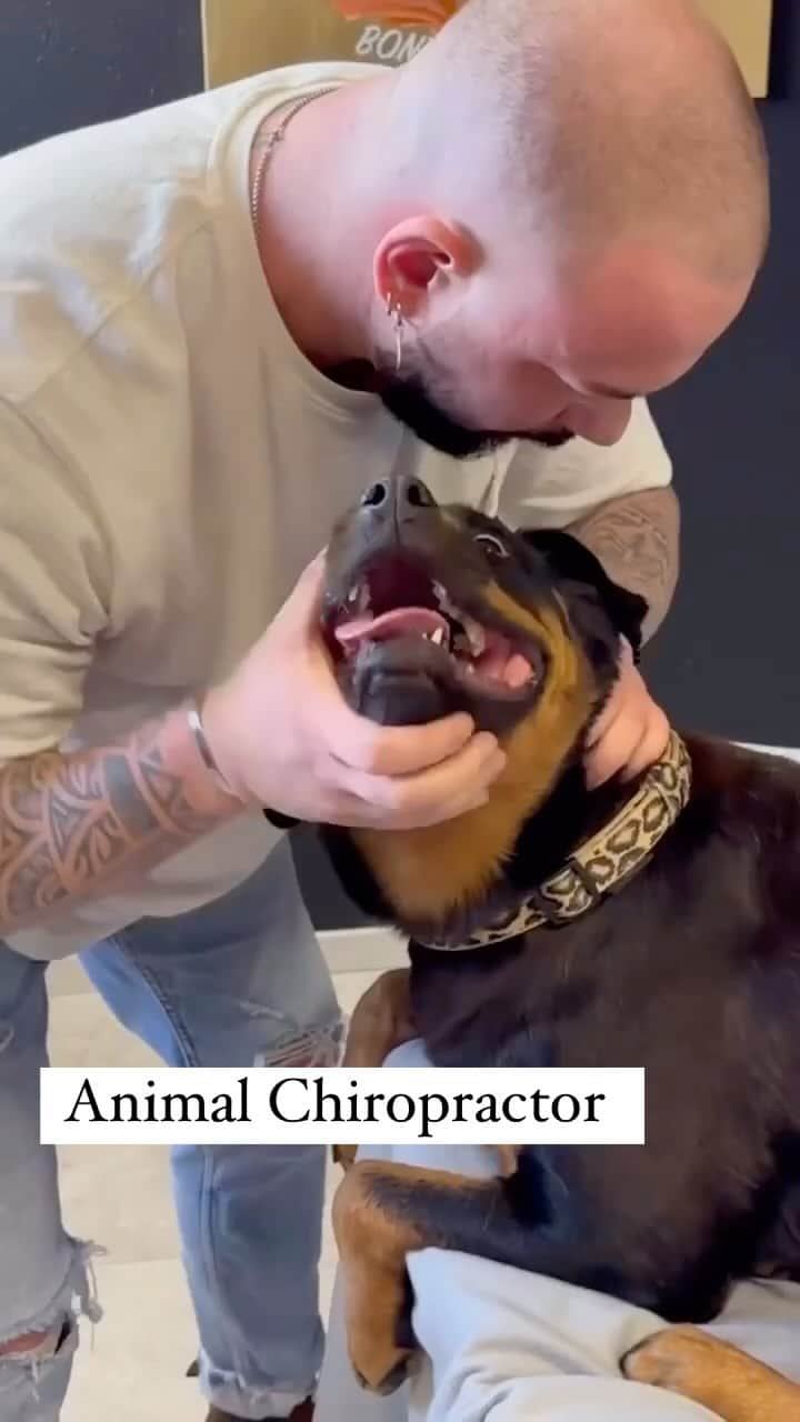 Earth Picsのインスタグラム：「Meet @bones_hands_animals the animal chiropractor- which one was your favorite?」