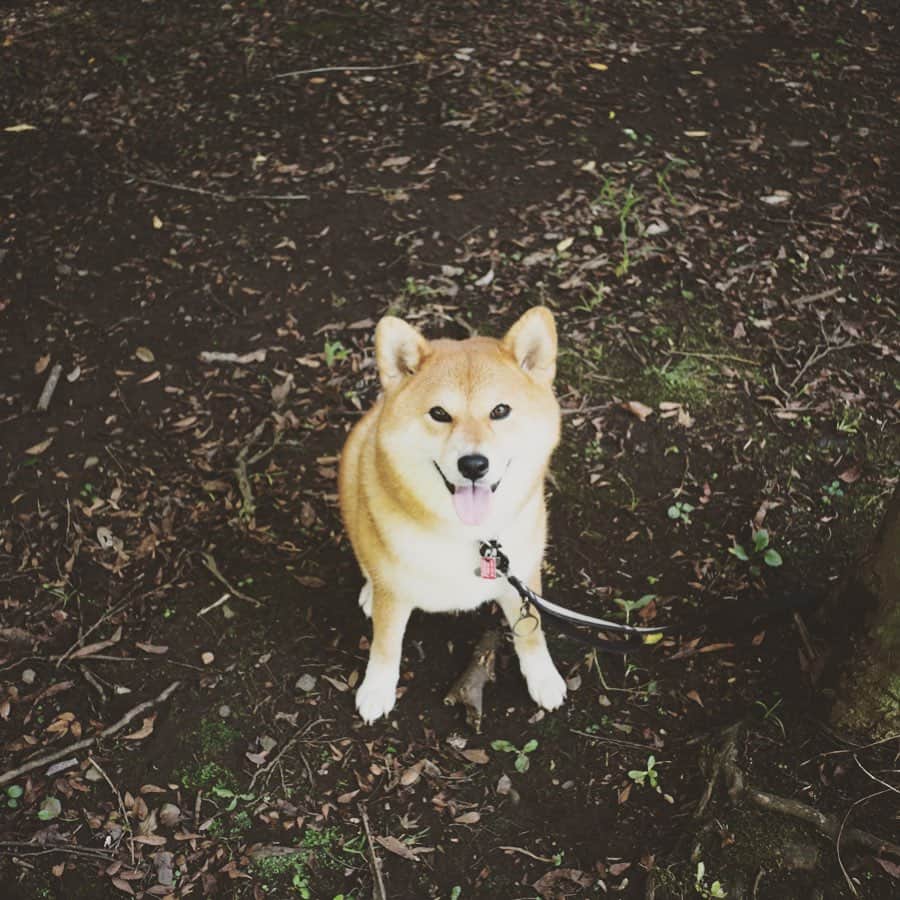 KIKIのインスタグラム：「美女🐕💕 #椿王丸」
